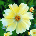 September-in-our-garden - cosmos lemonade