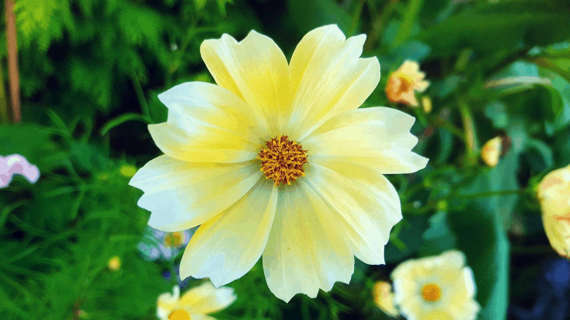 September in our garden September-in-our-garden - cosmos lemonade