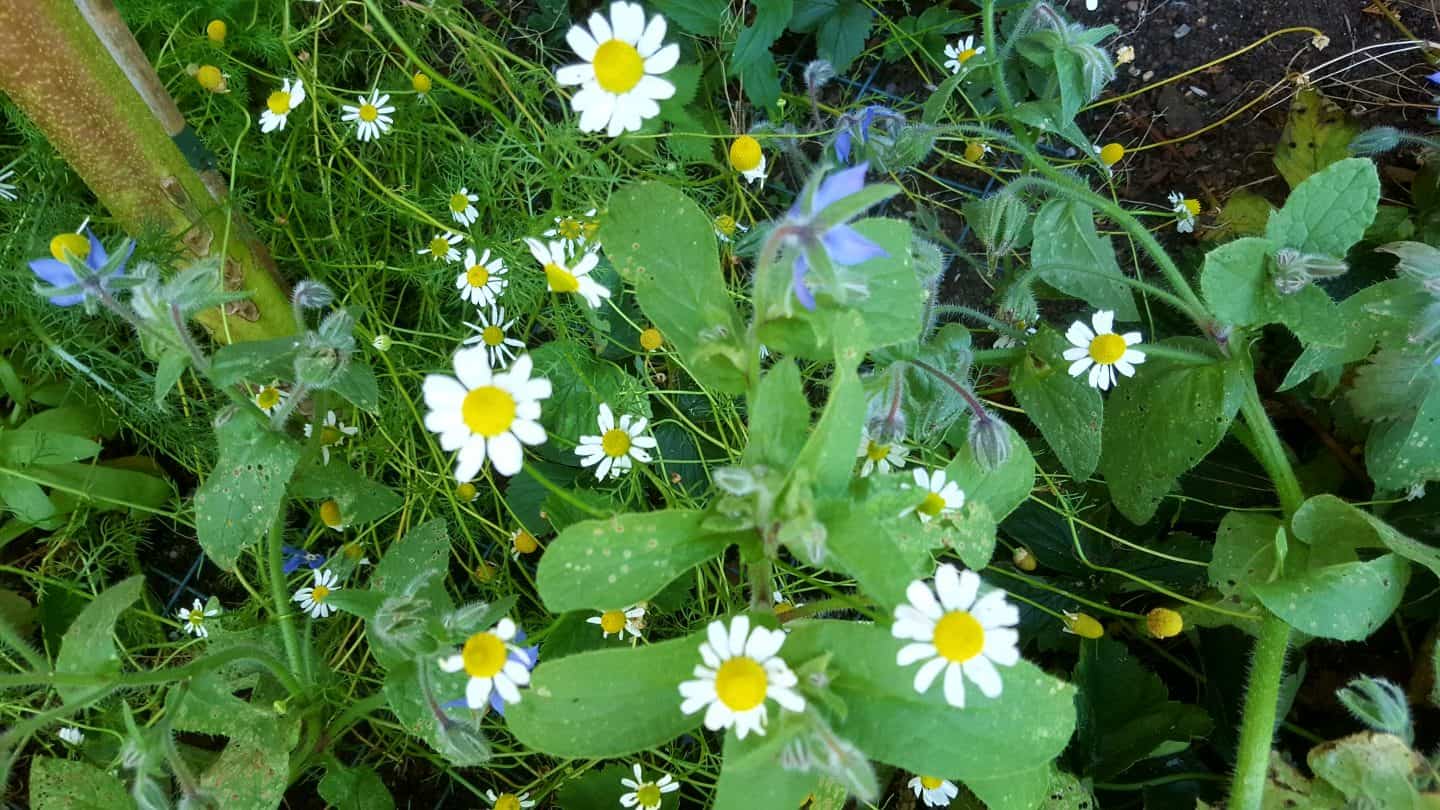 September in our garden September in our garden Chamomile