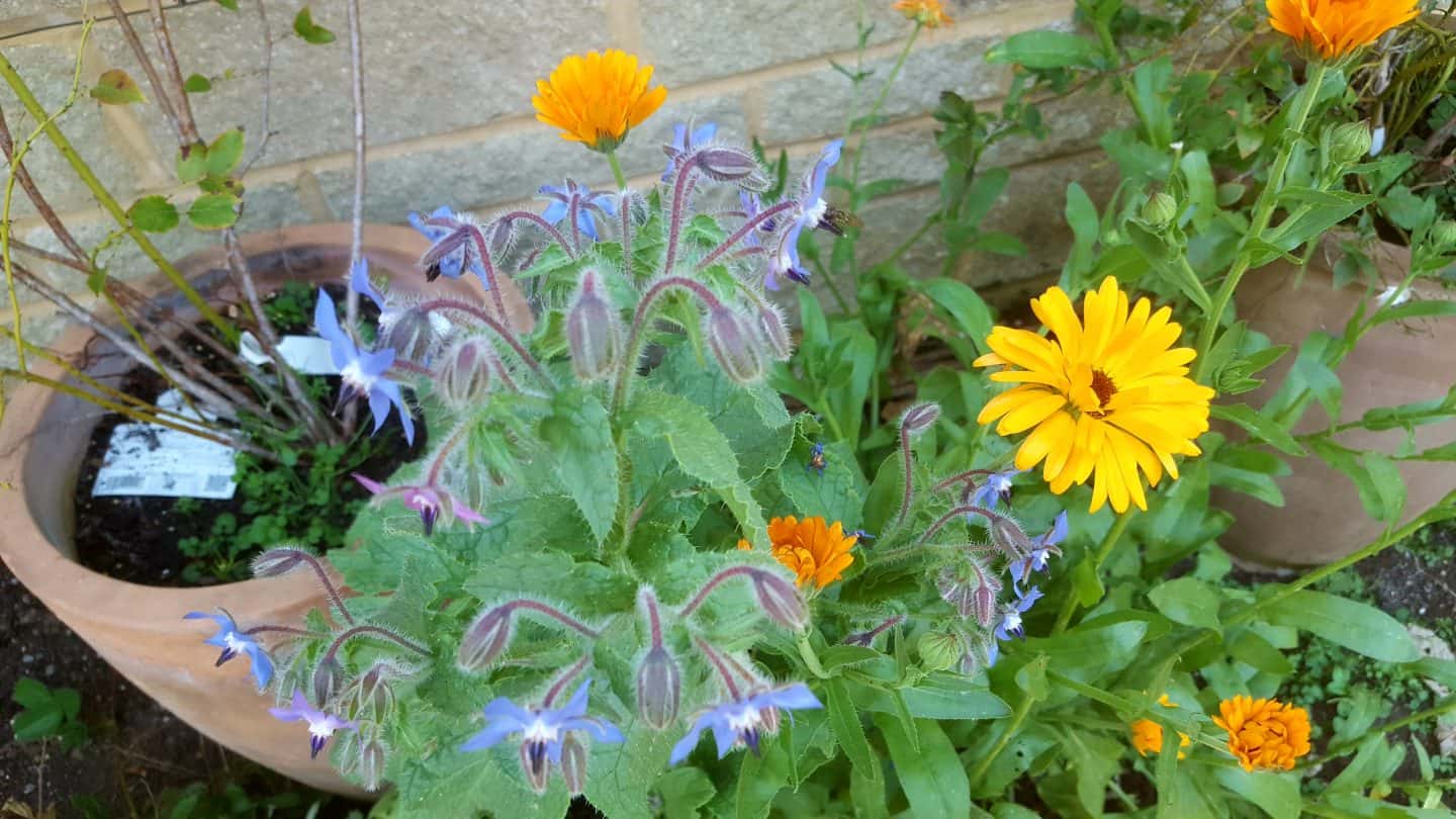 September in our garden September in our garden Borage and Calendula