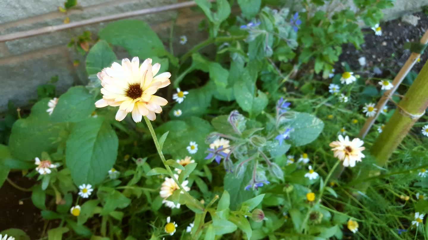 September in our garden September in our garden Borage and Calendula