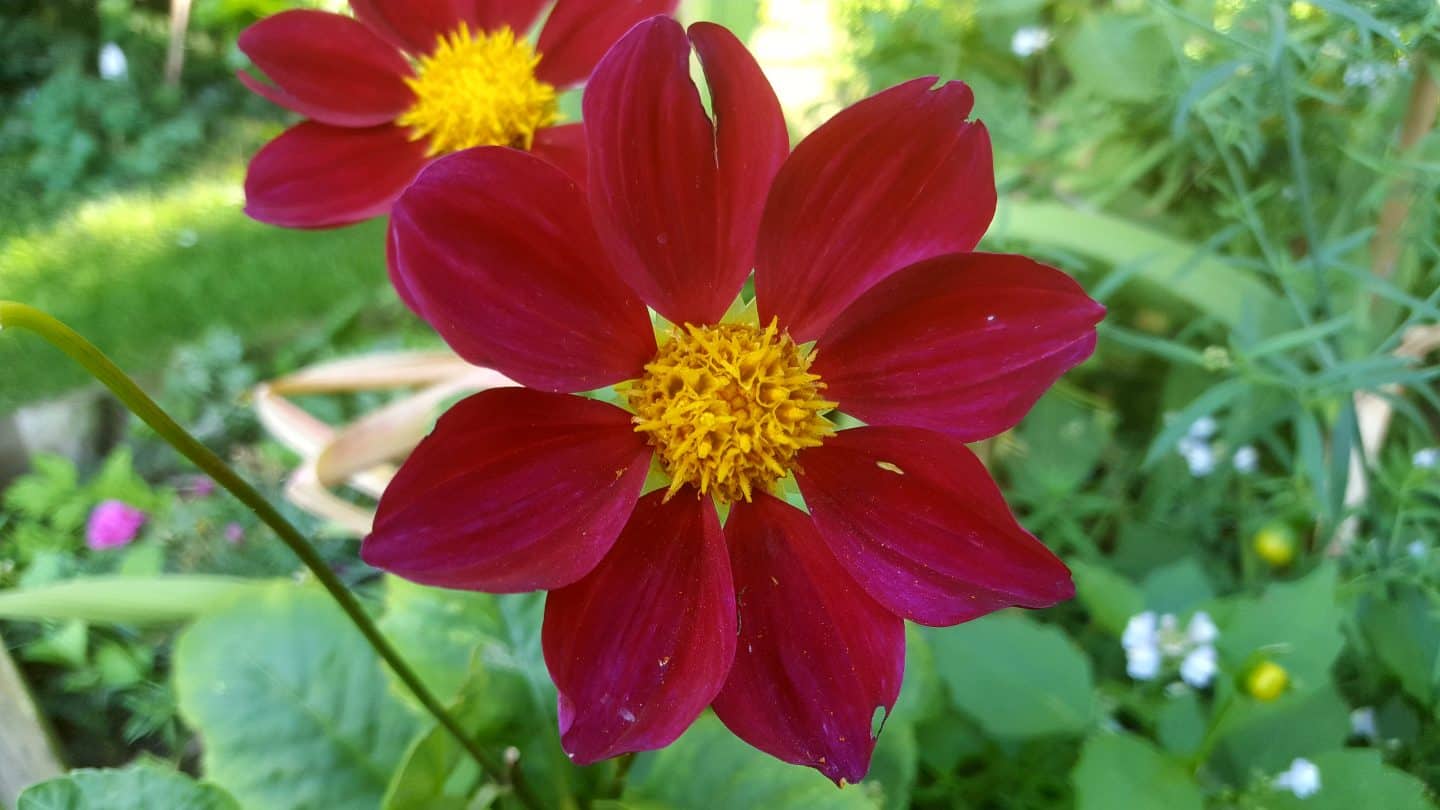 September in our garden September in our garden Dahlia