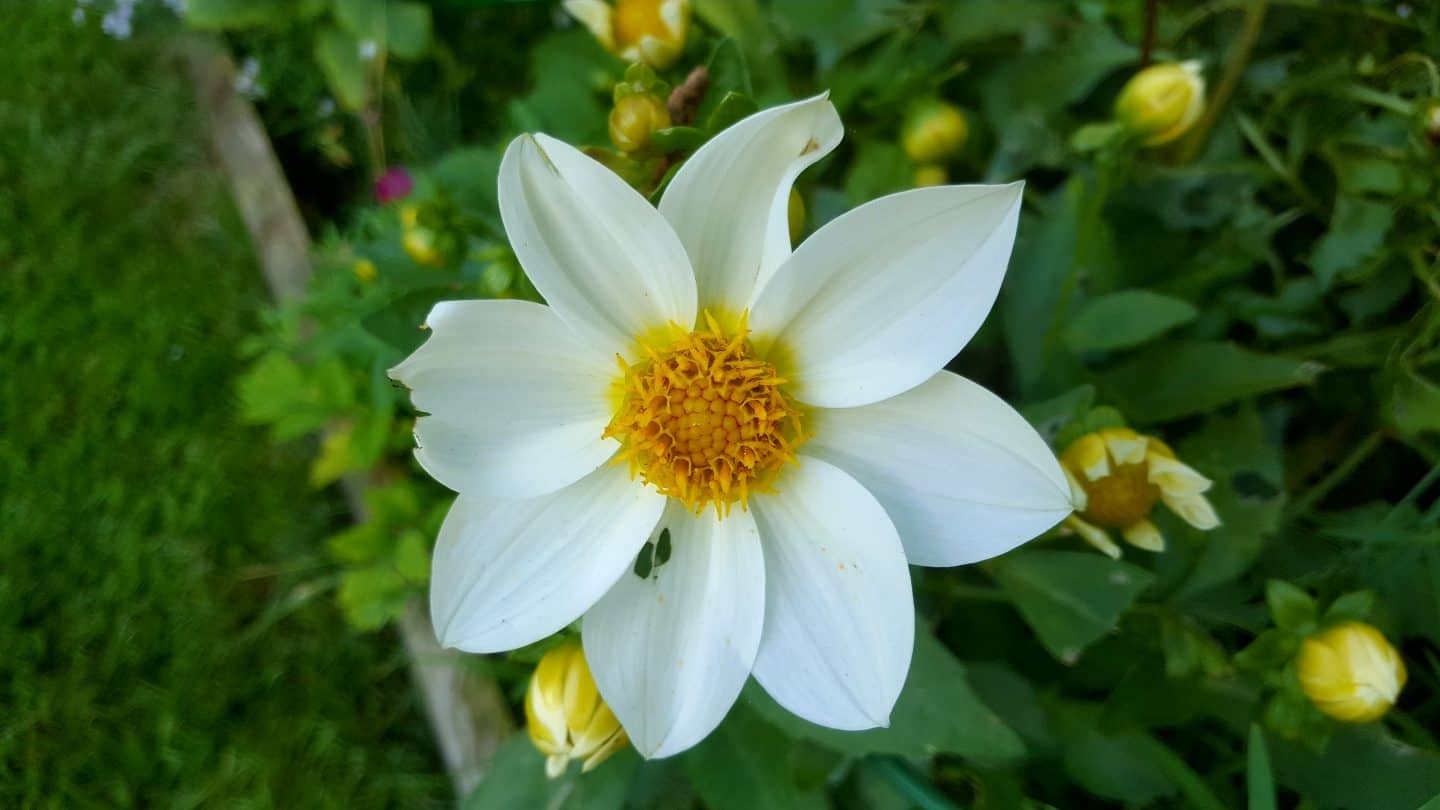 September in our garden September in our garden Dahlia