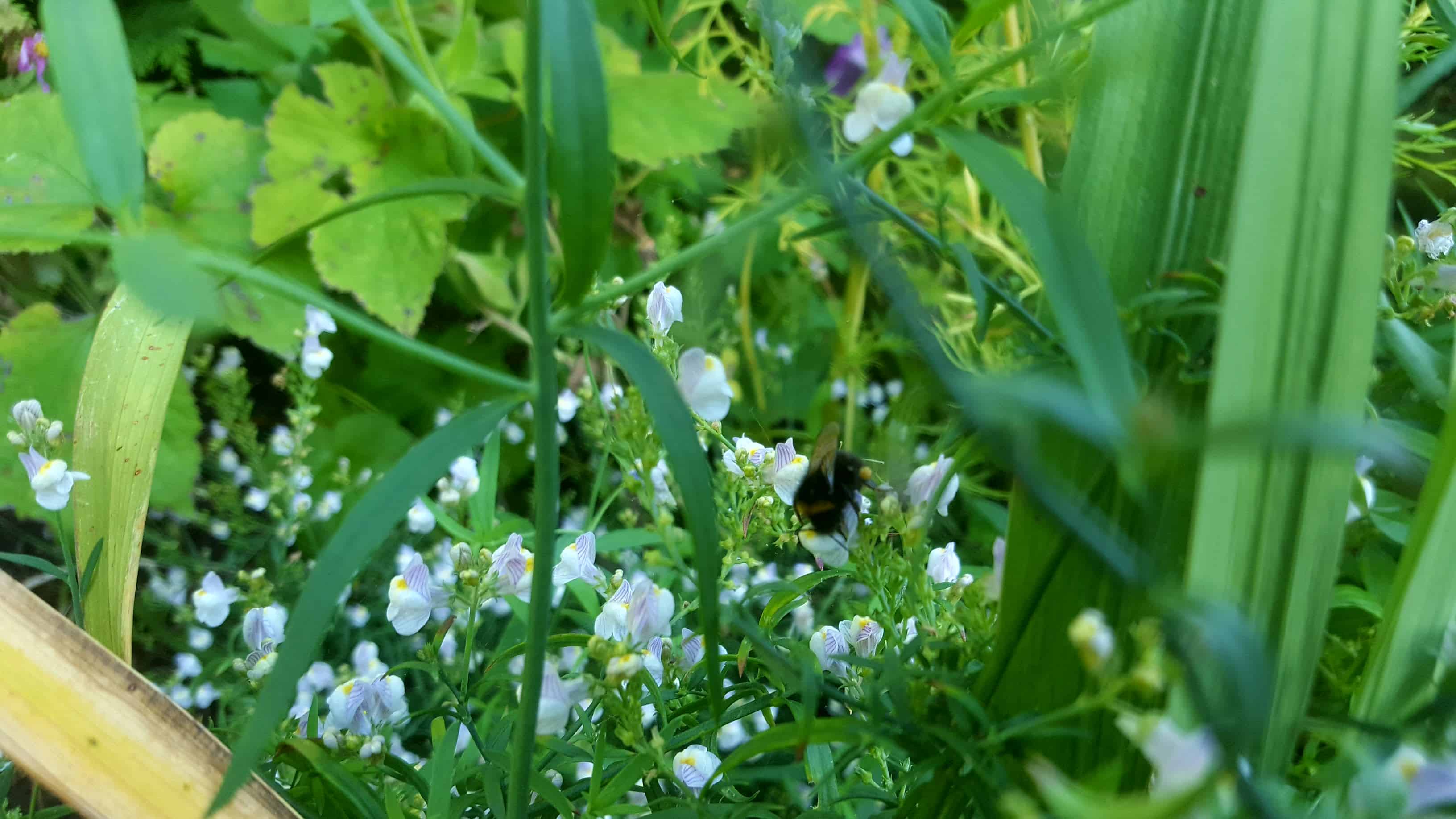 September in our garden September in our garden Wildflower and Bee