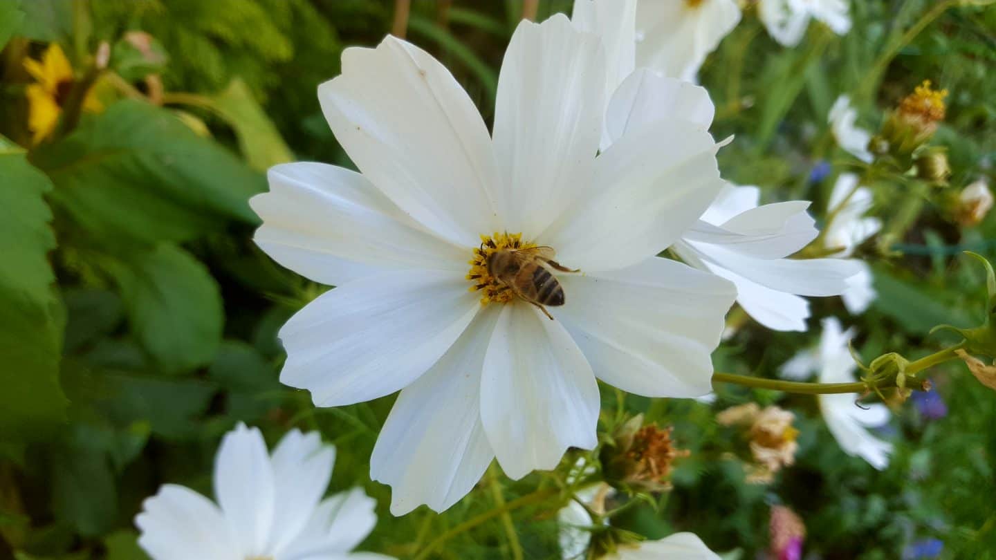 September in our garden September-in-our-garden - cosmos purity
