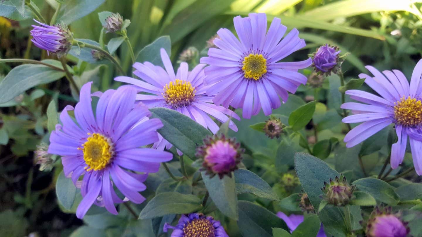 September in our garden September in our garden Asters