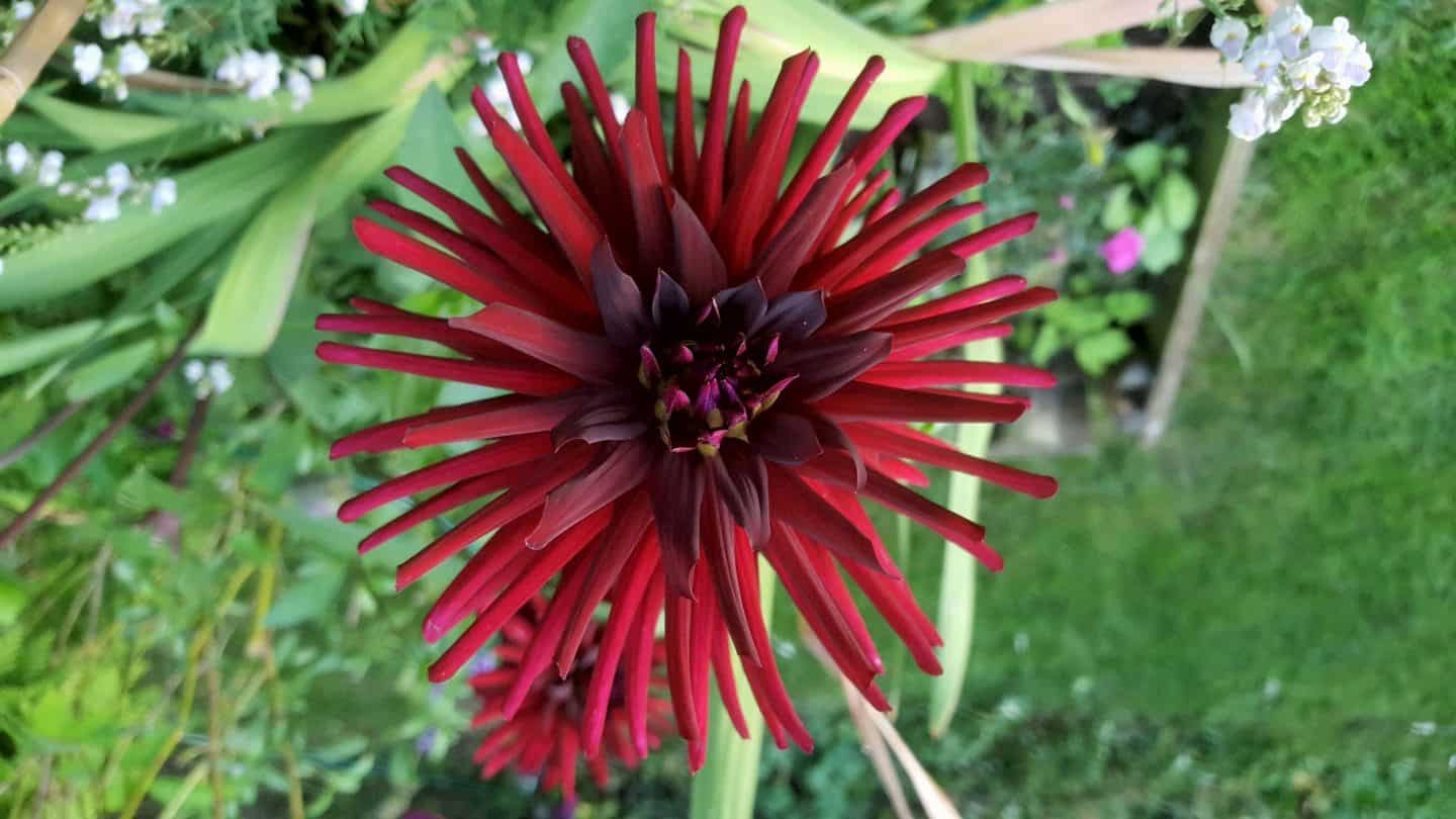September in our garden September in our garden Dahlia