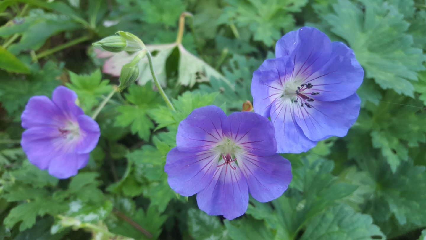 September in our garden September in our garden Geranium Rozanne