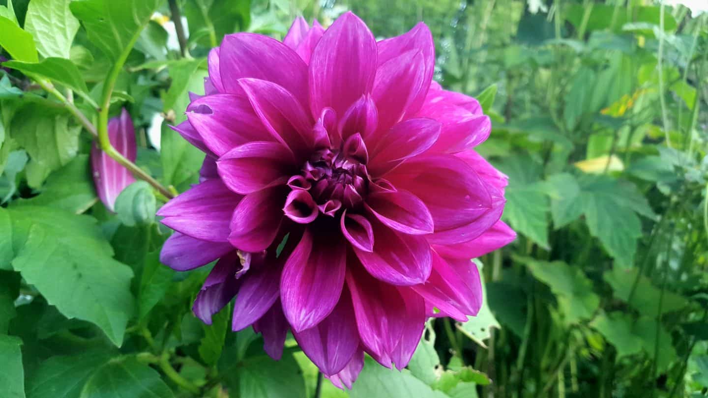 September in our garden September in our garden Dahlia Thomas Edison