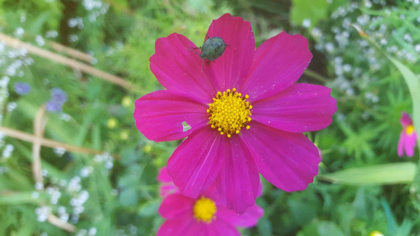 September in our garden September-in-our-garden - cosmos rubenza