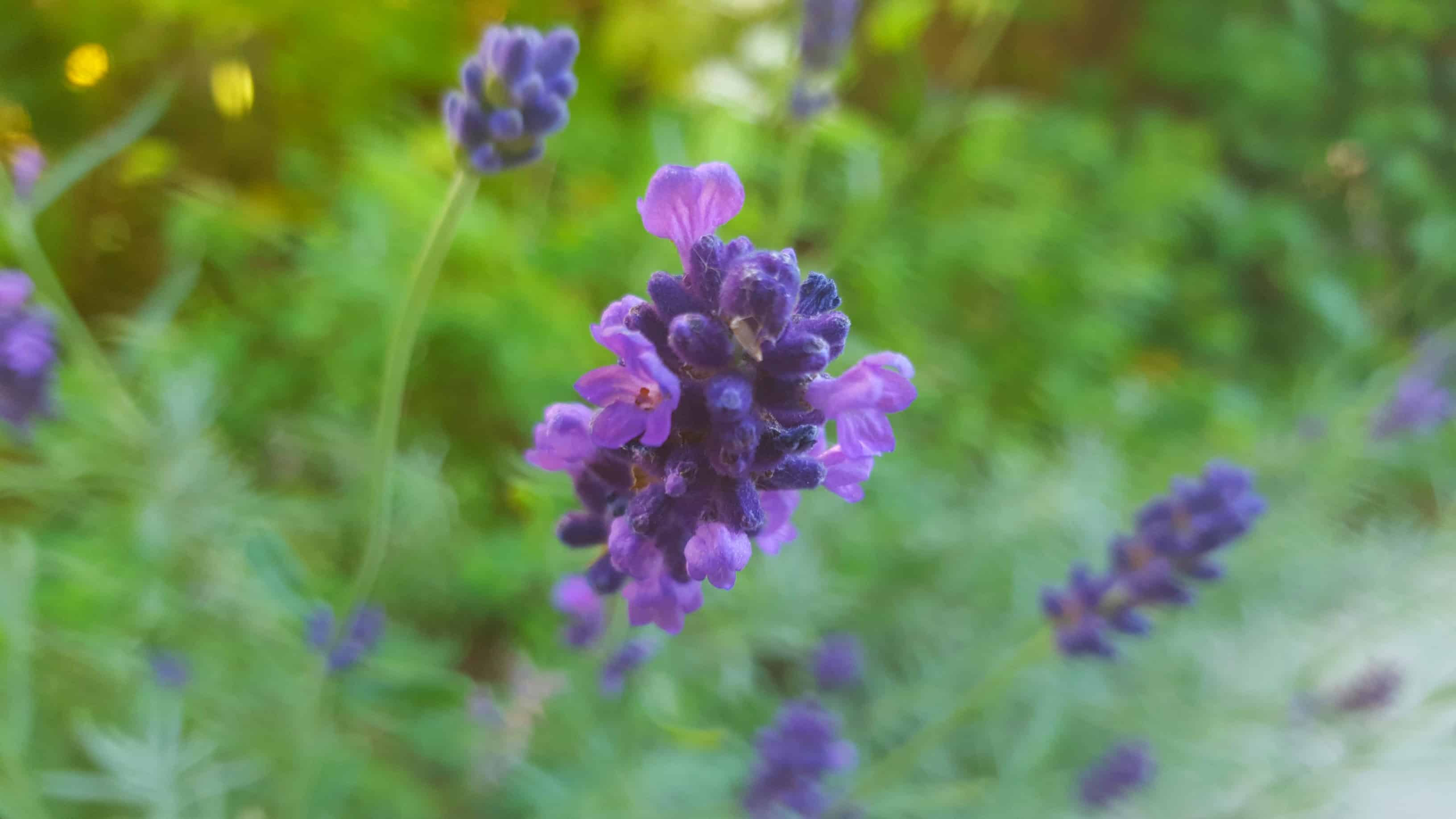 September in our garden September in our garden Lavender