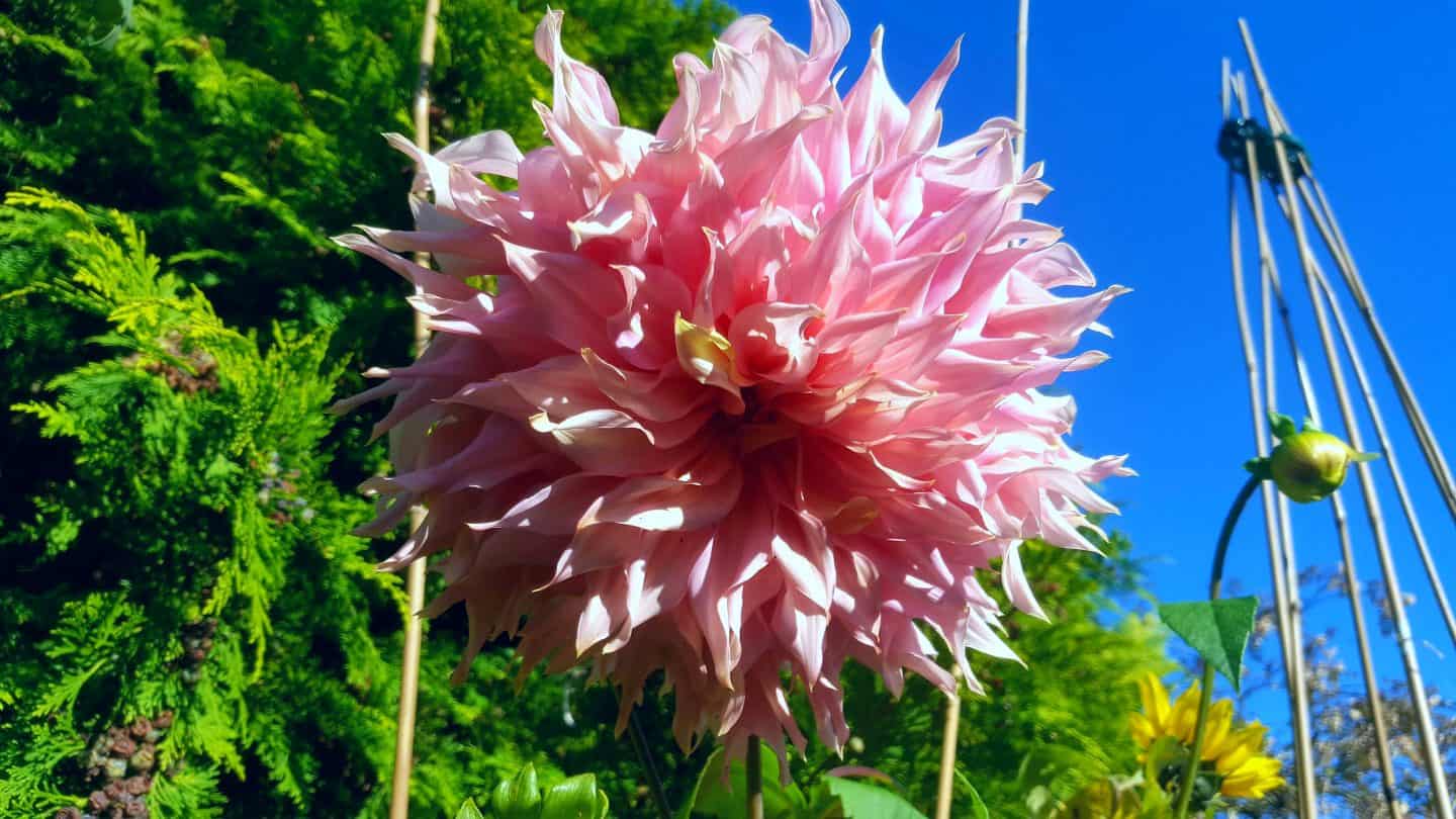 September in our garden September in our garden Dahlia Penhill Watermelon