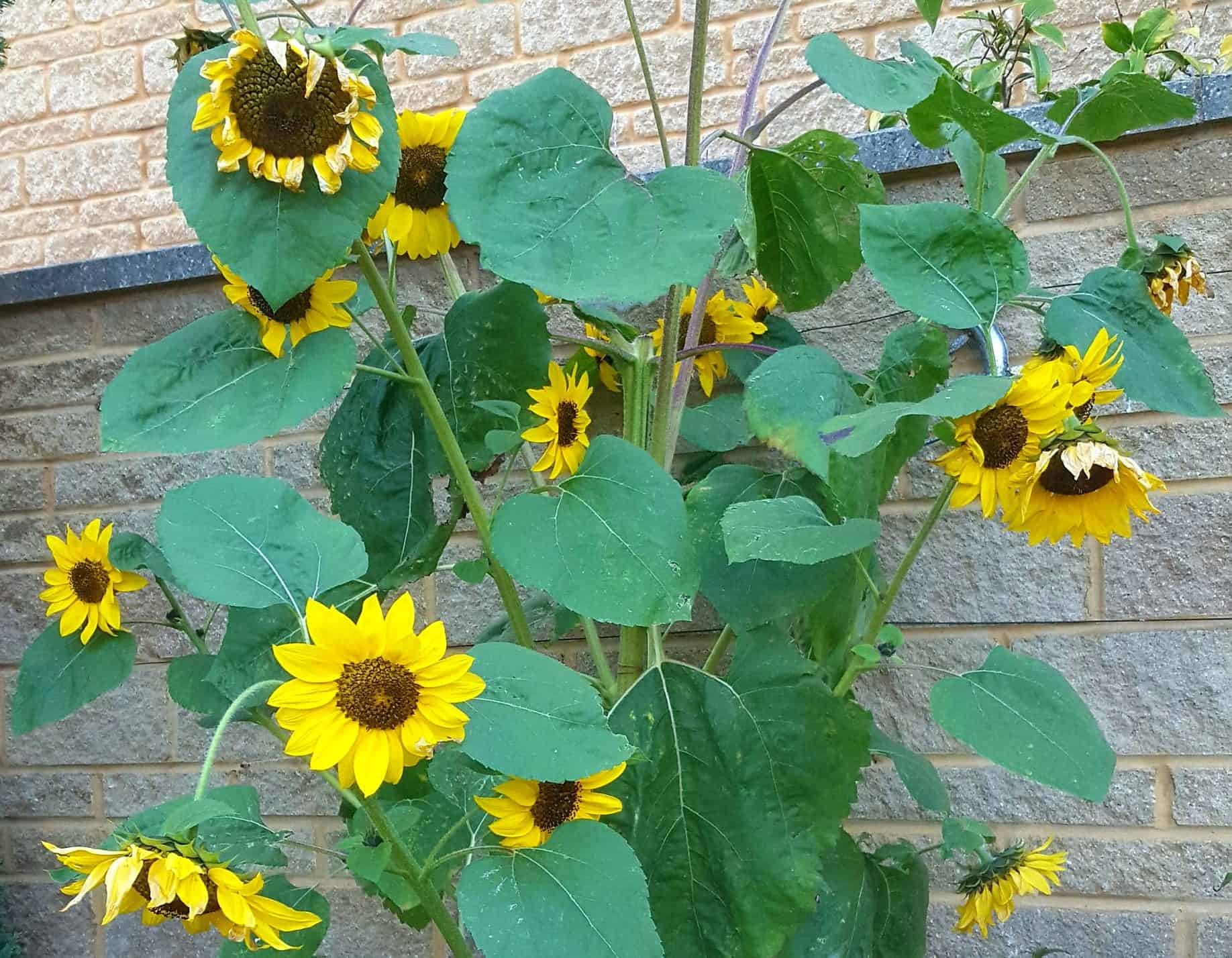 September in our garden September in our garden Sunflower