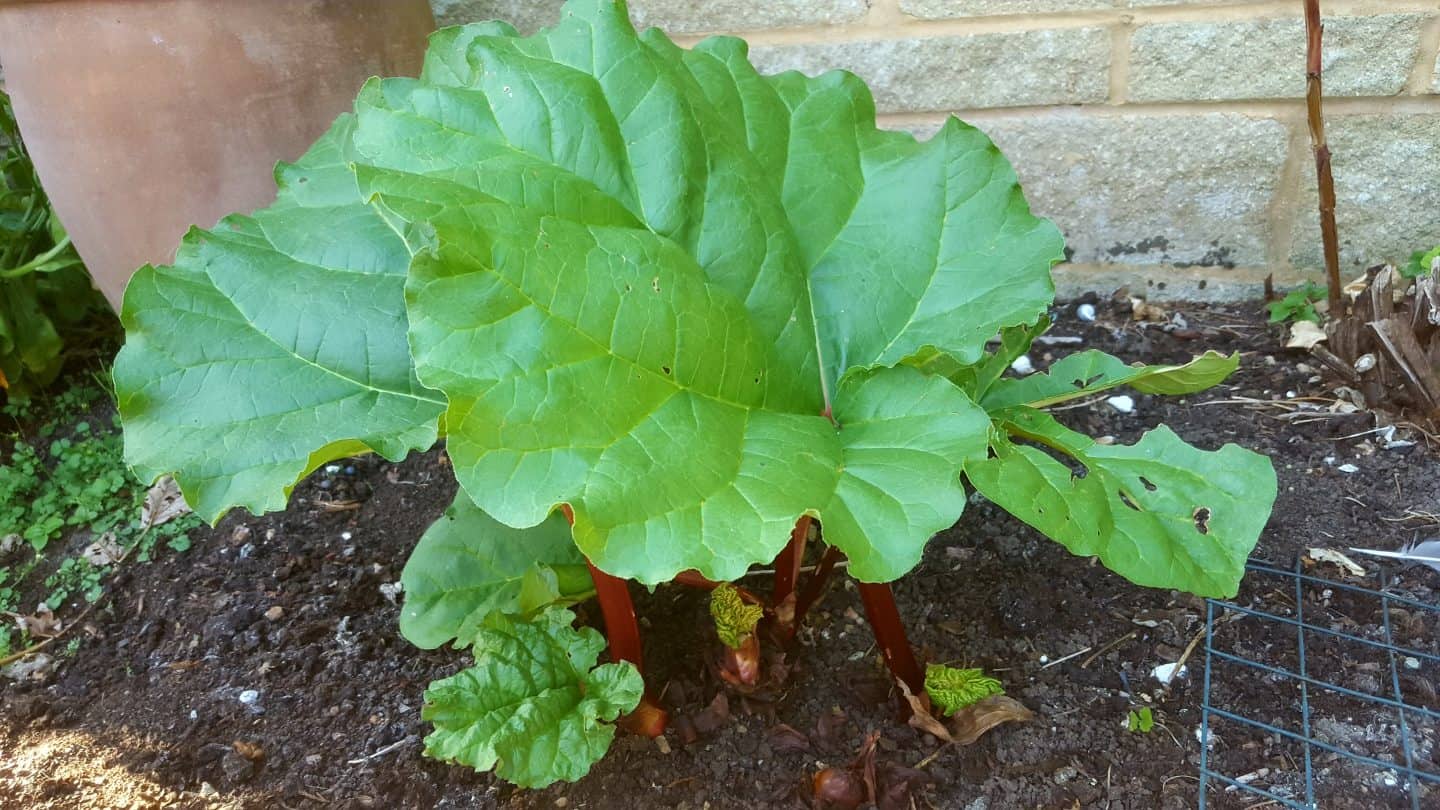 September in our garden September in our garden Rhubarb