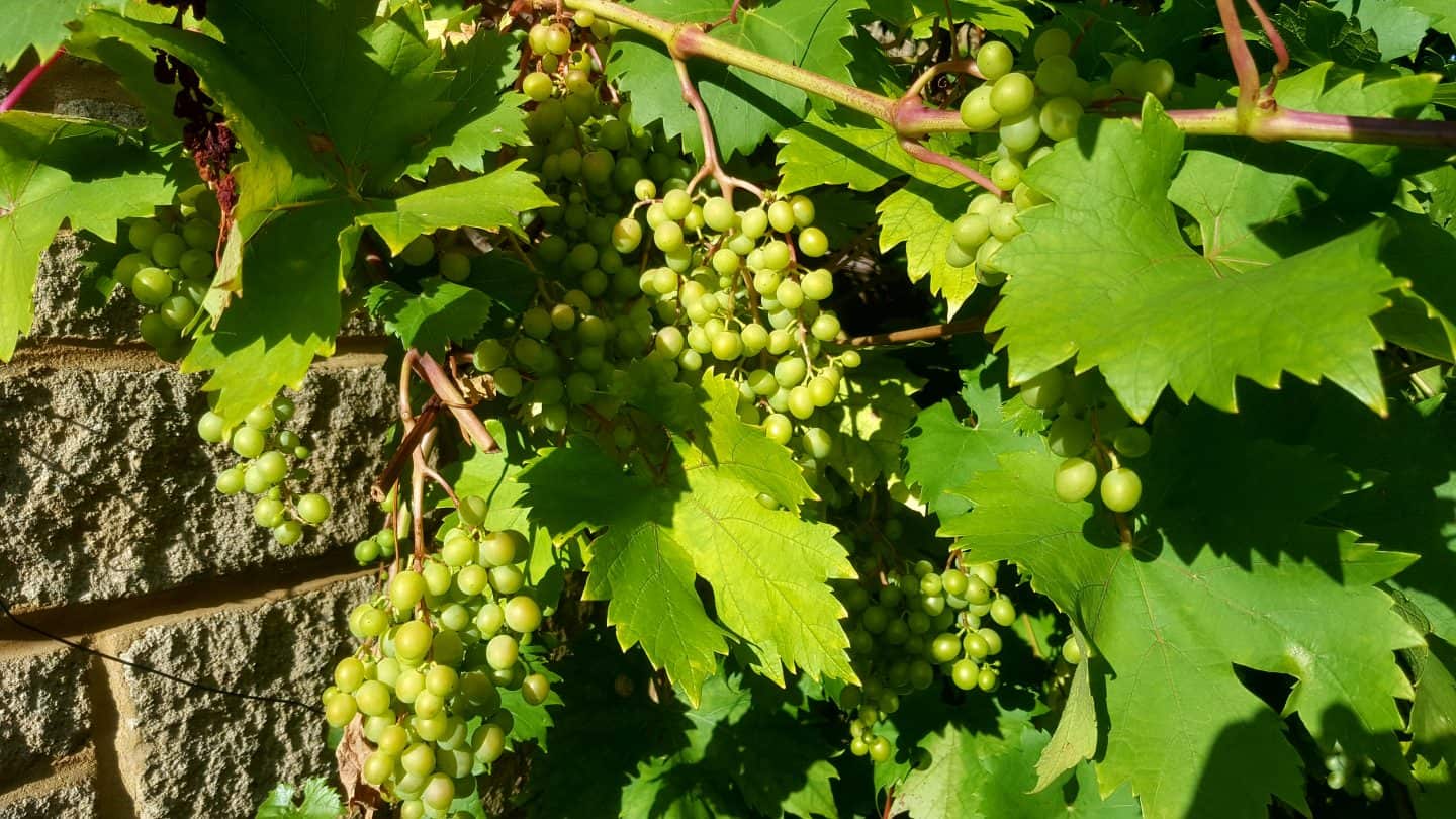 September in our garden September in our garden Grapes