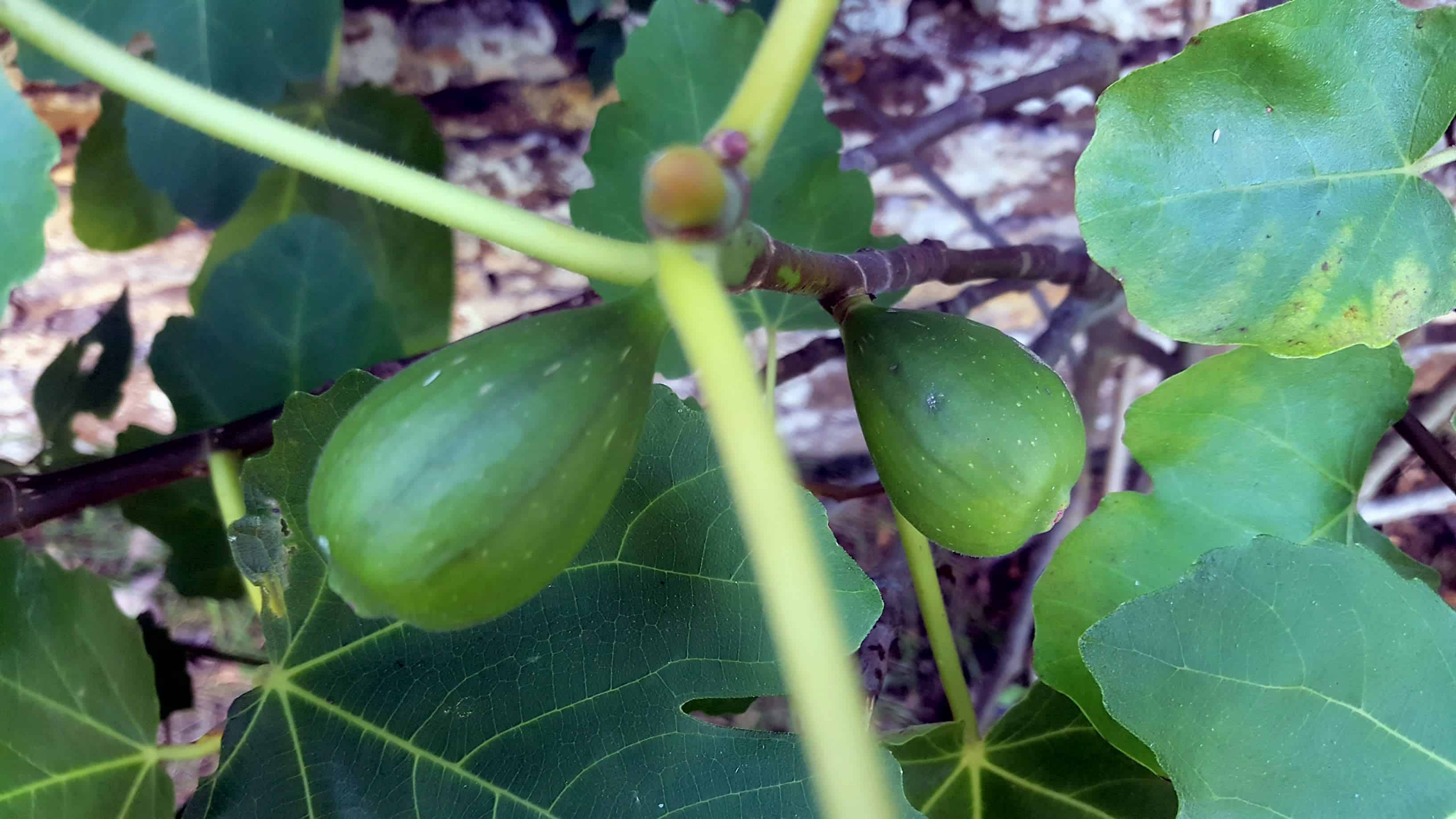 September in our garden September in our garden Figs