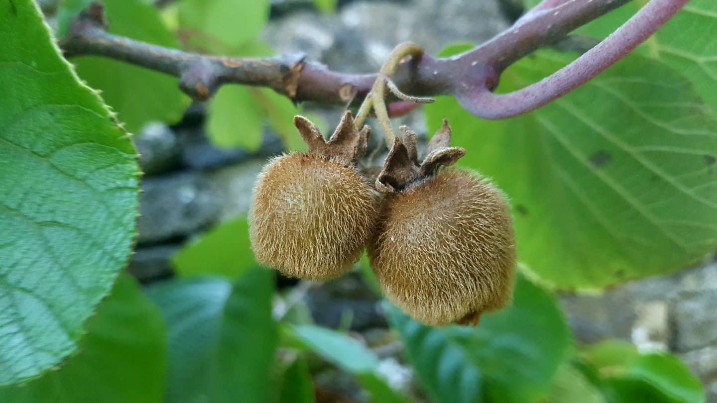 September in our garden September in our garden Kiwis