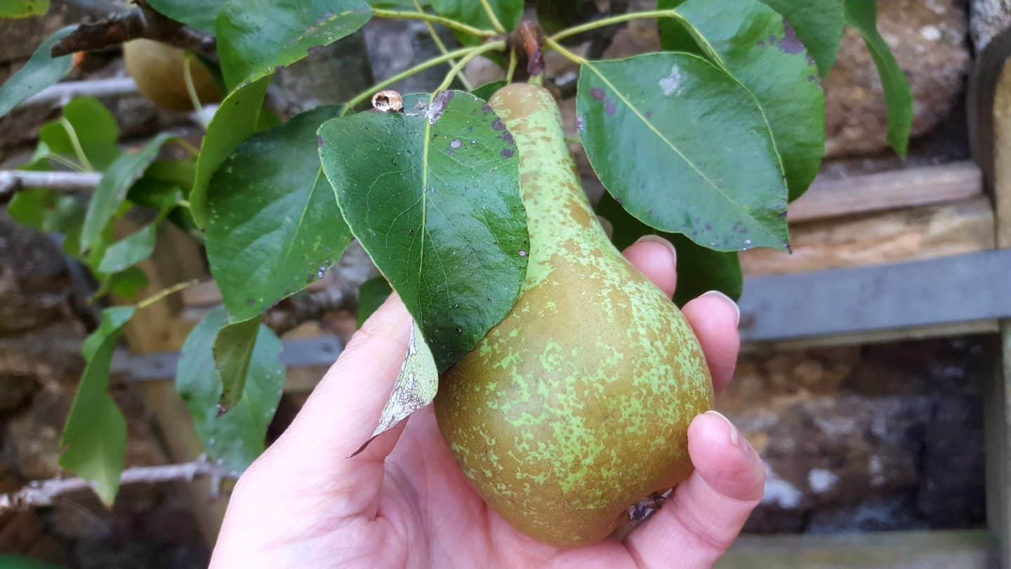 September in our garden September in our garden Pears