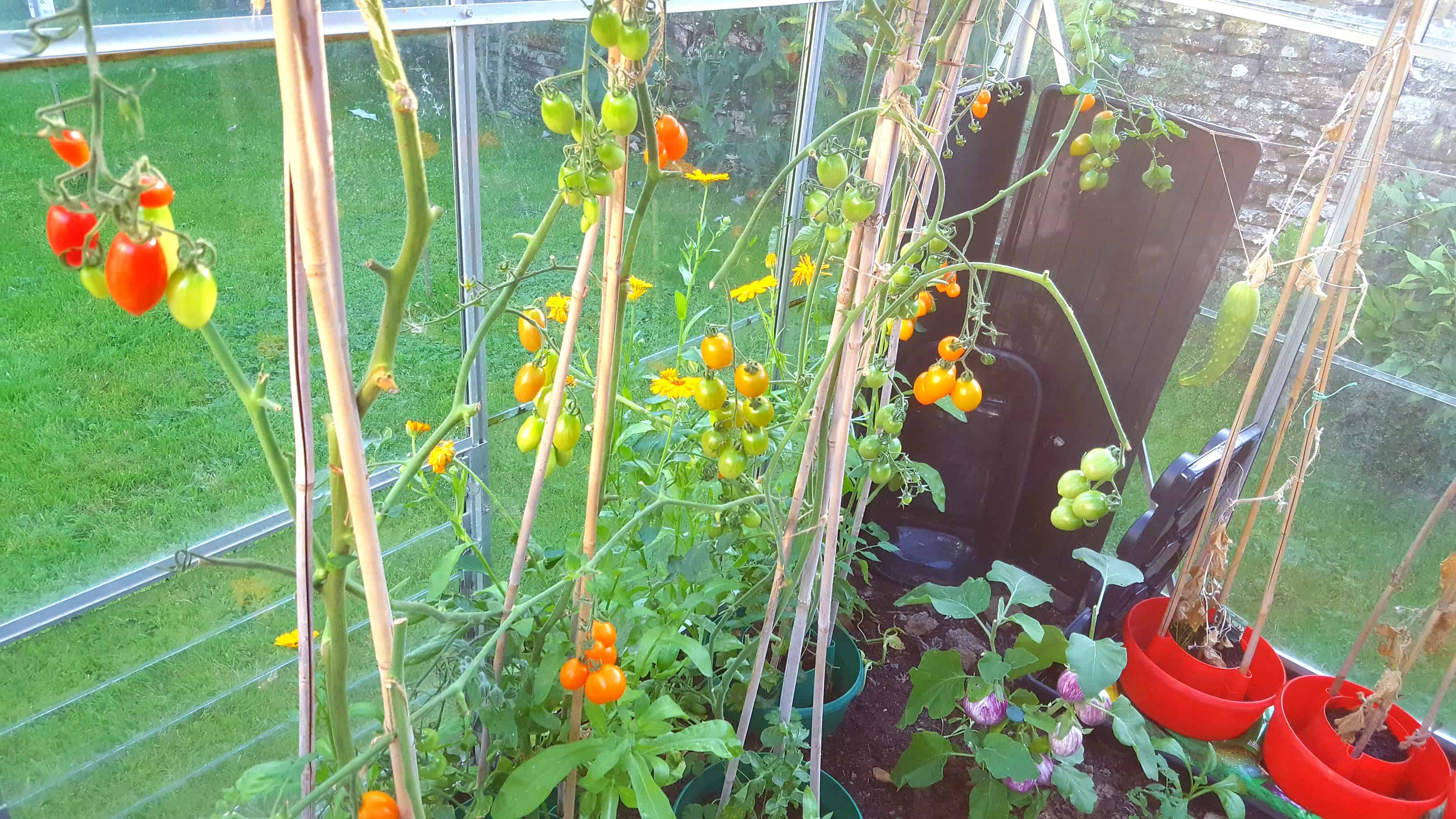 September in our garden September in our garden Tomatoes and Cucumbers