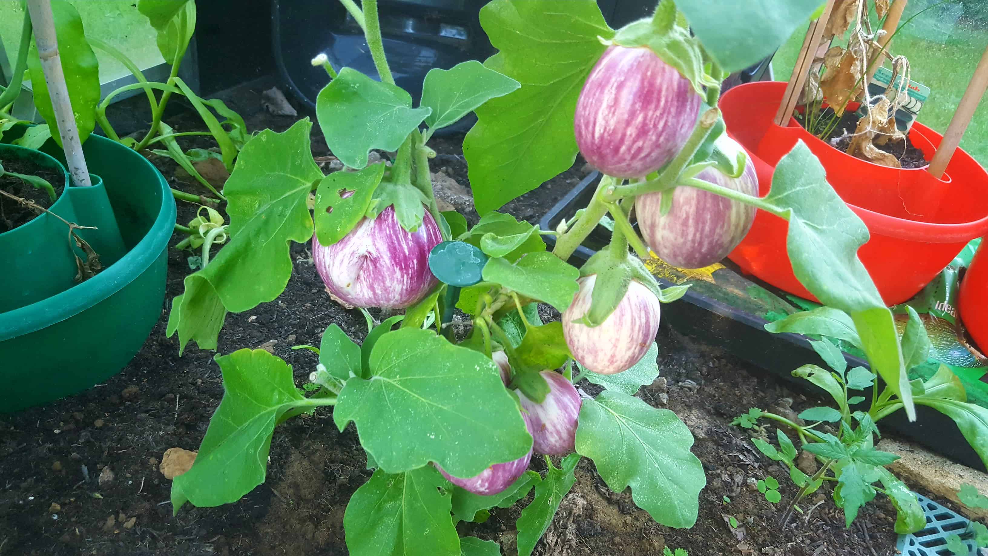 September in our garden September in our garden Aubergines