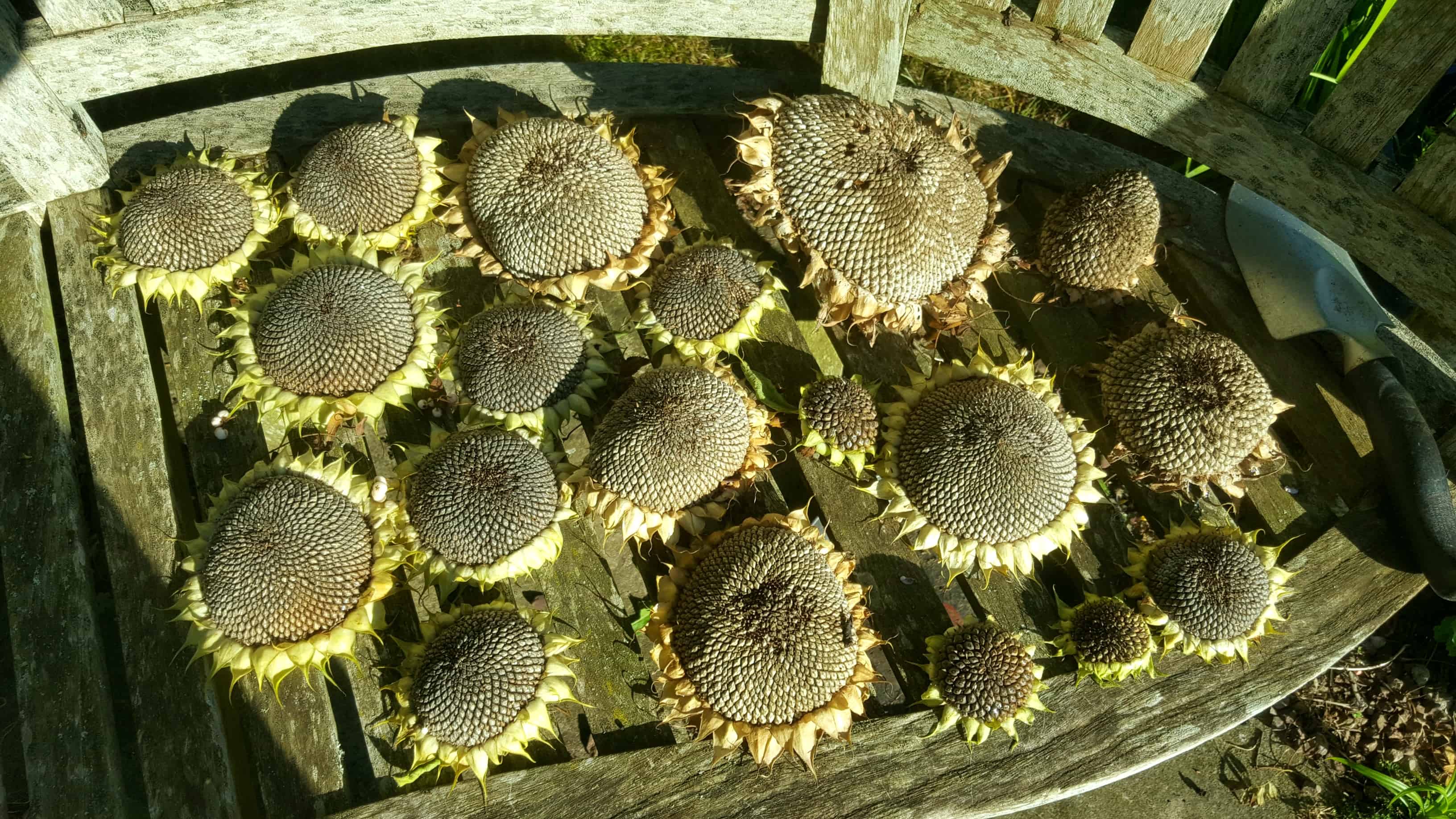 September in our garden September in our garden - Sunflower seed heads