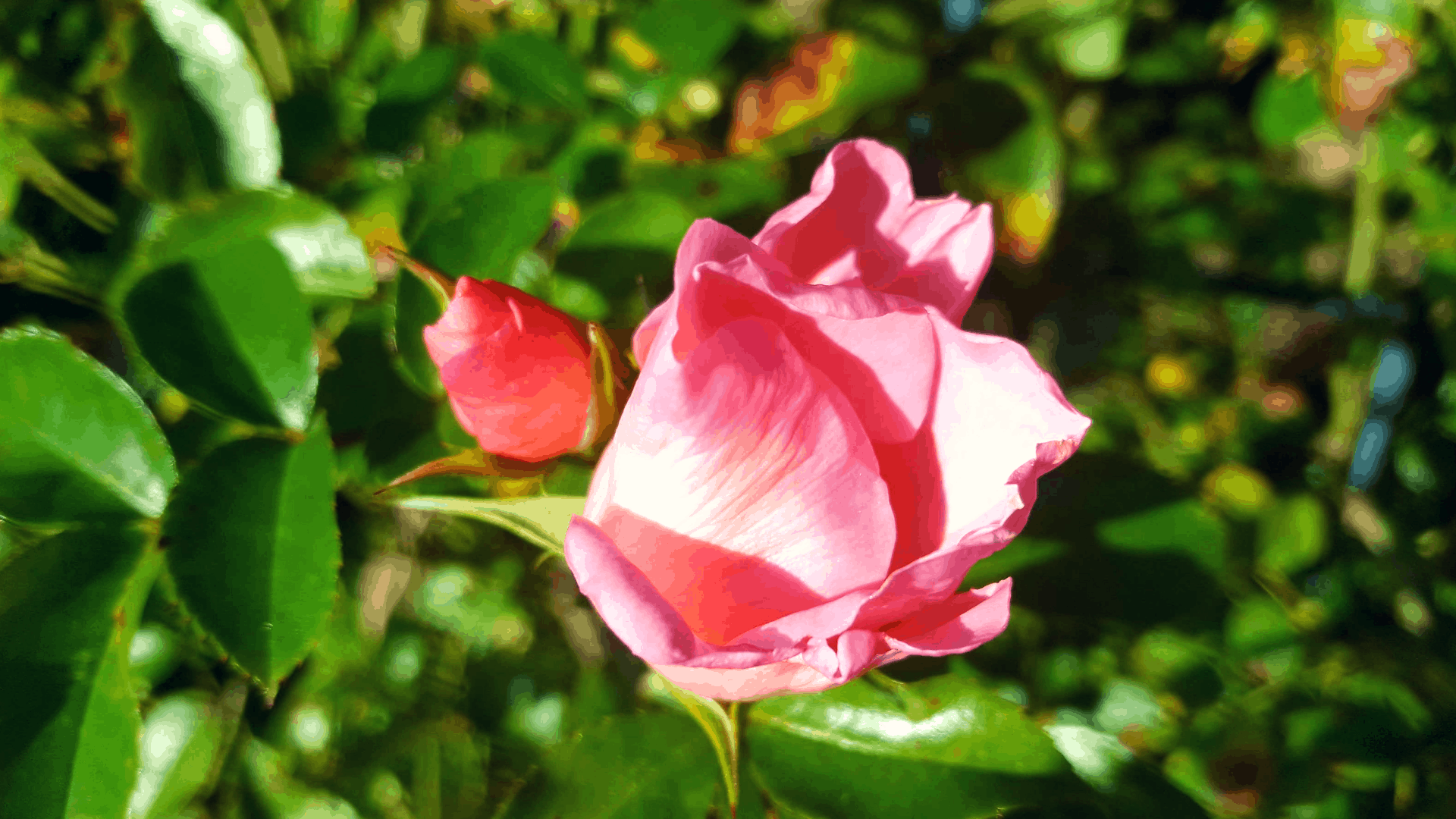 November in our garden November in our garden - roses