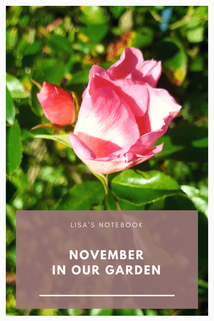 November in our garden November in our garden