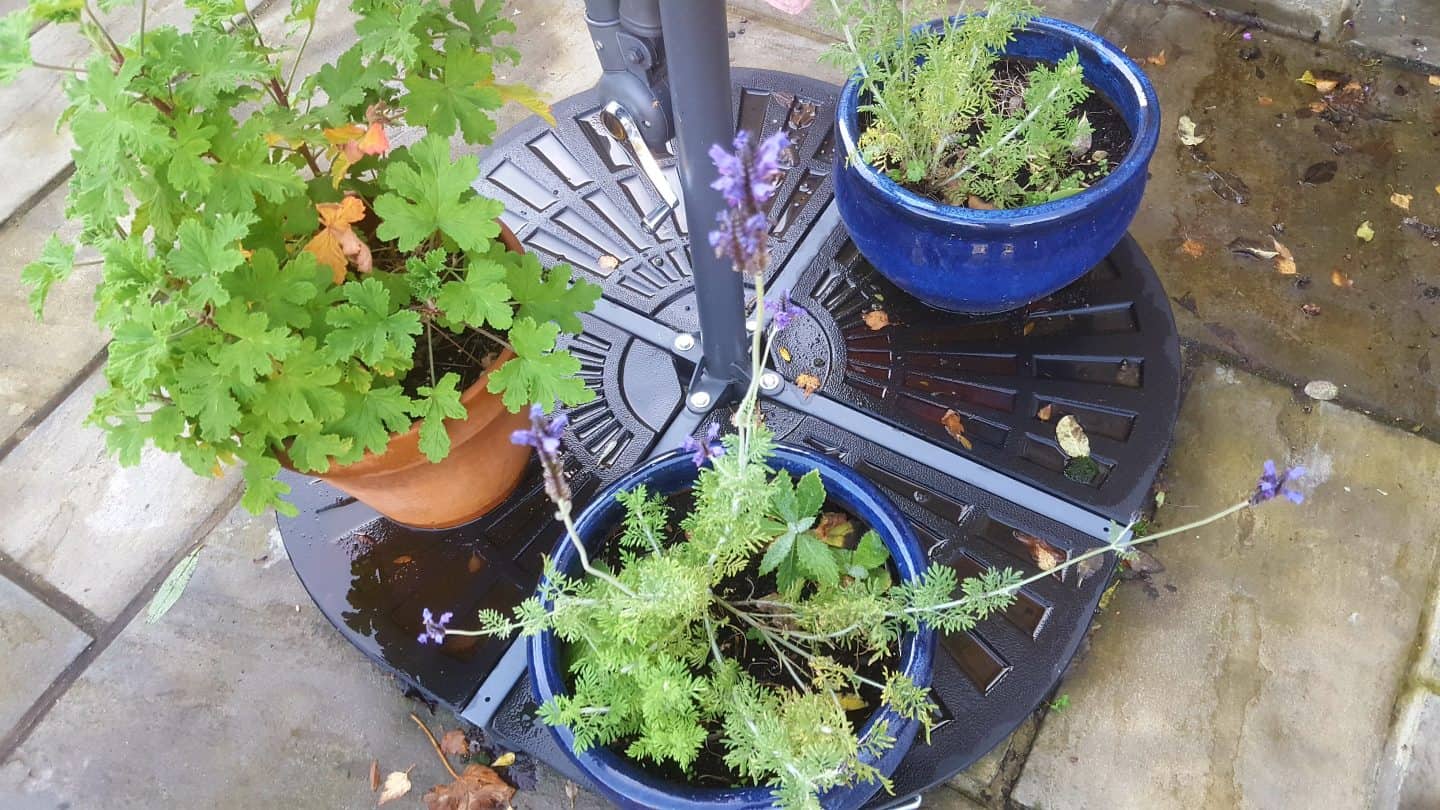November in our garden November in our garden - lavender