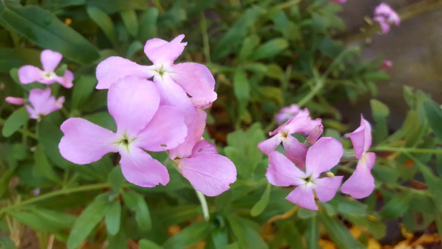 November in our garden November in our garden - stock