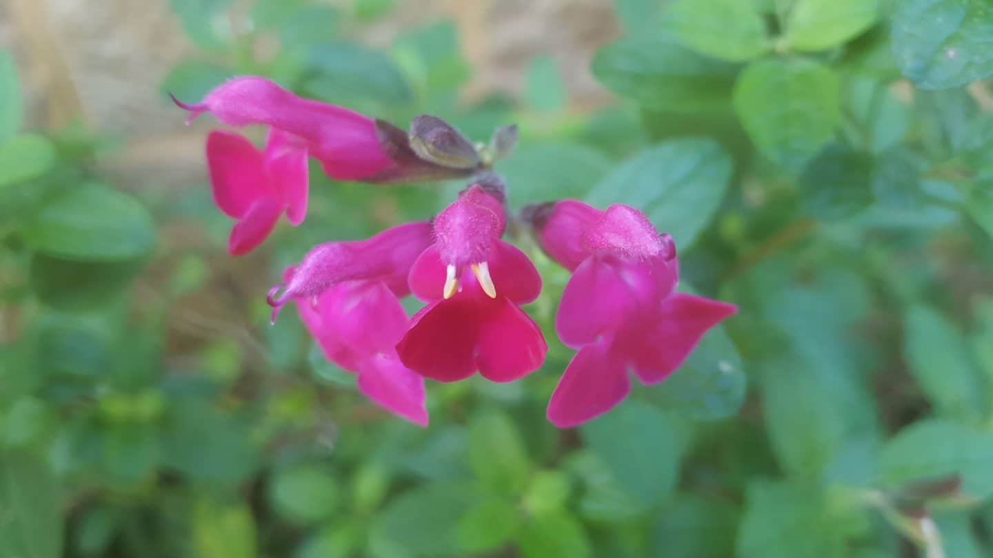 November in our garden November in our garden - salvia