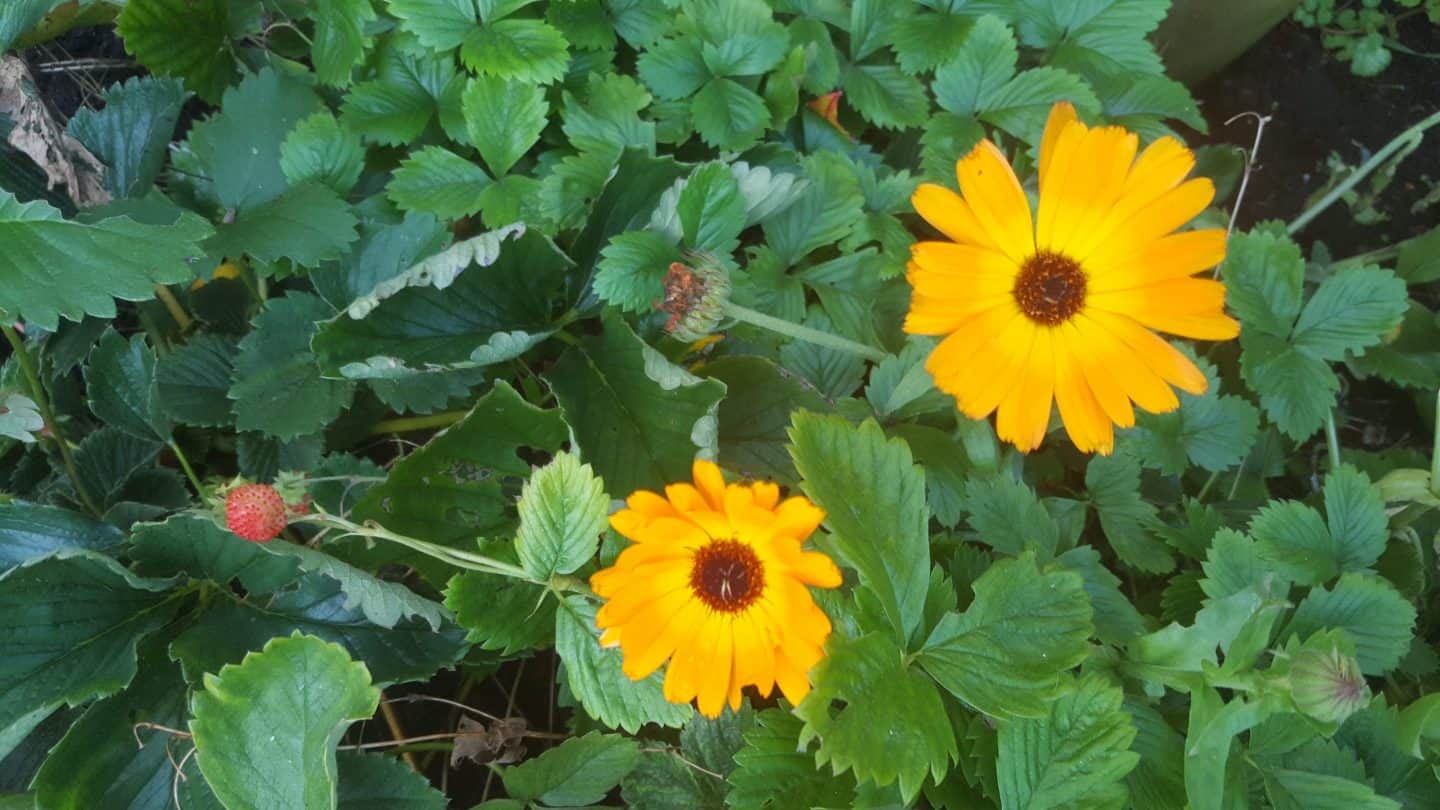 November in our garden November in our garden - calendula and wild strawberries