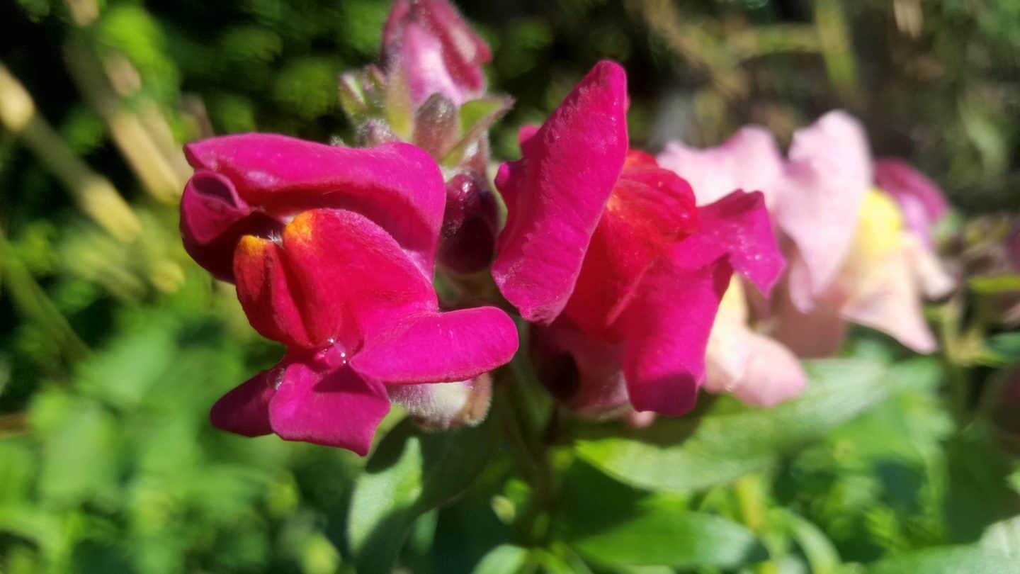 November in our garden November in our garden - snapdragons