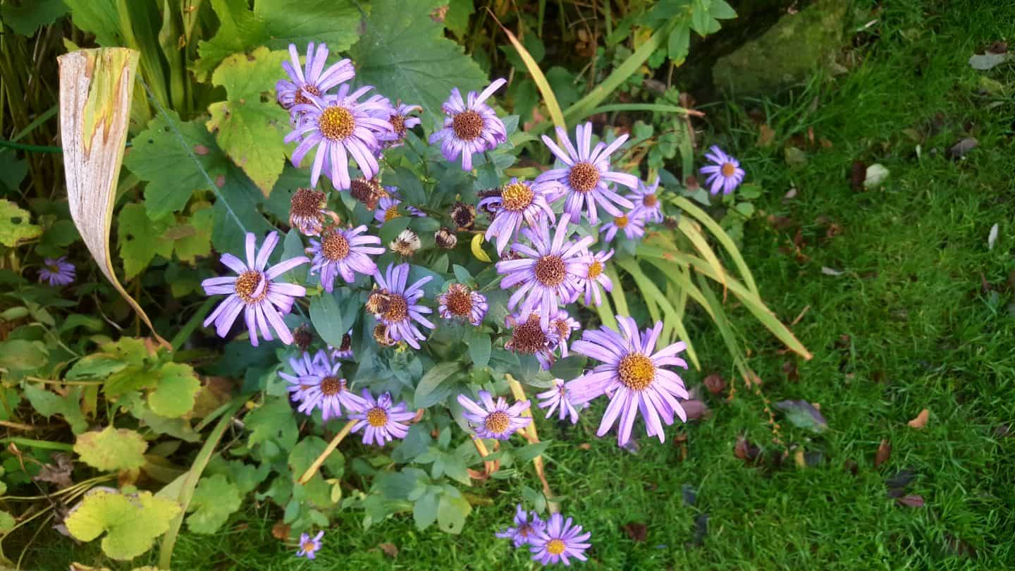 November in our garden November in our garden - asters