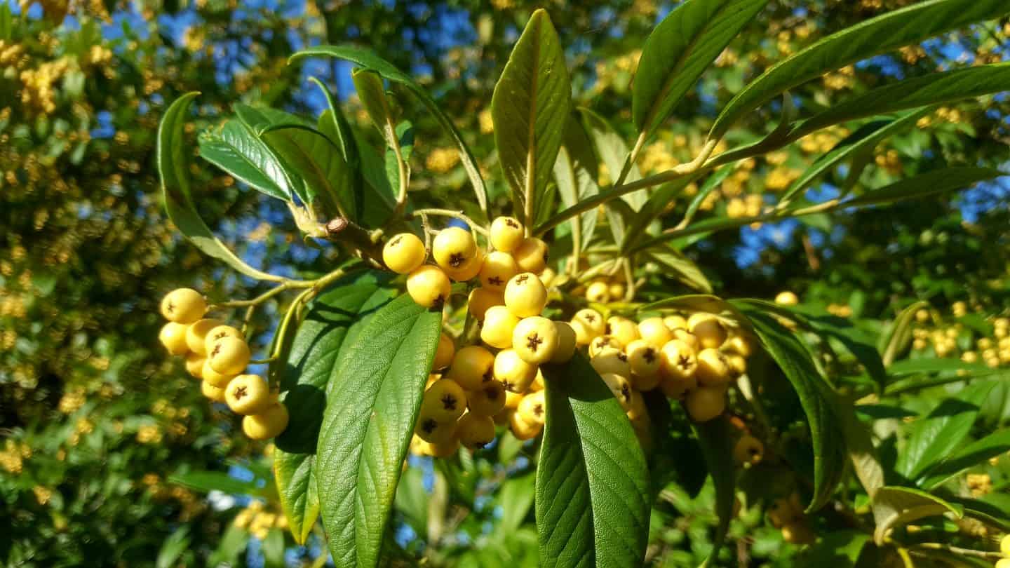 November in our garden November in our garden - rowan