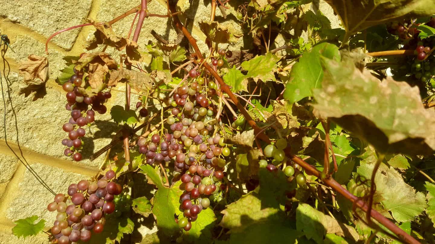November in our garden November in our garden - grapes