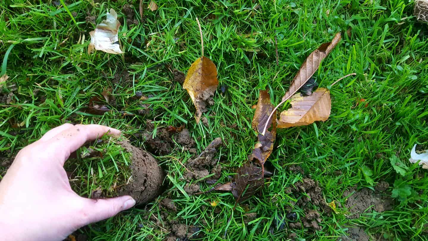 November in our garden November in our garden - bulb planting