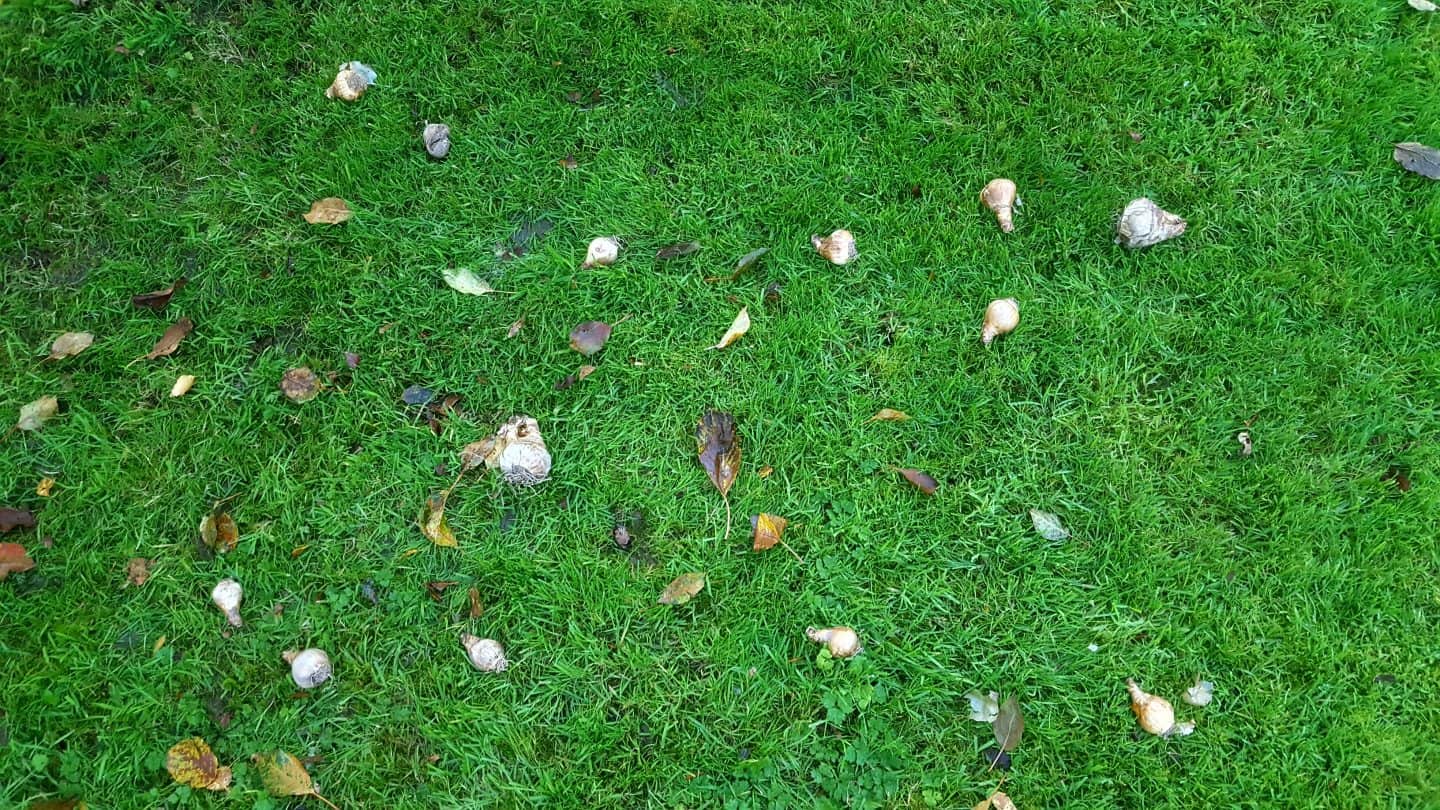 November in our garden November in our garden - bulb planting