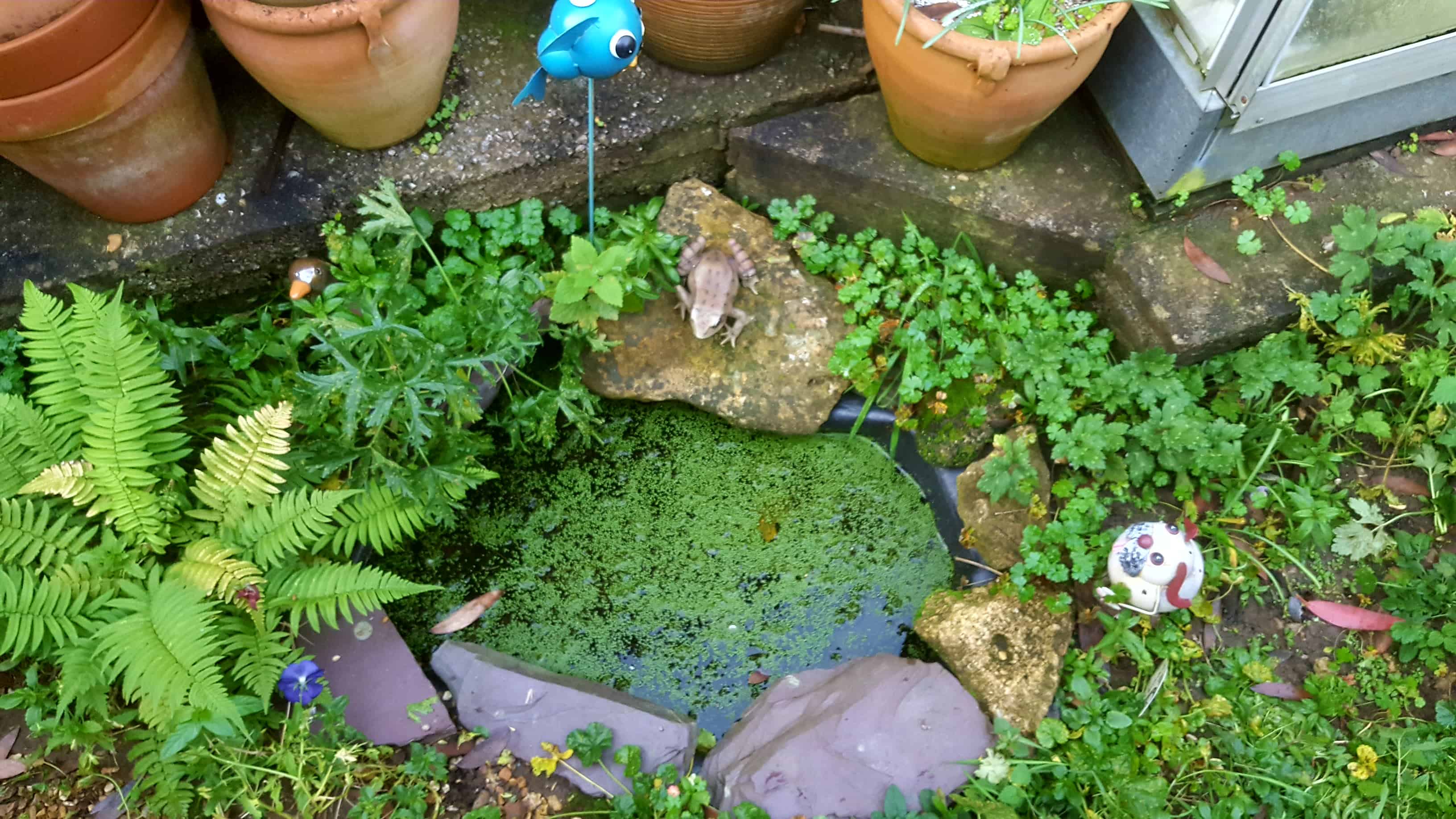 November in our garden November in our garden 31
