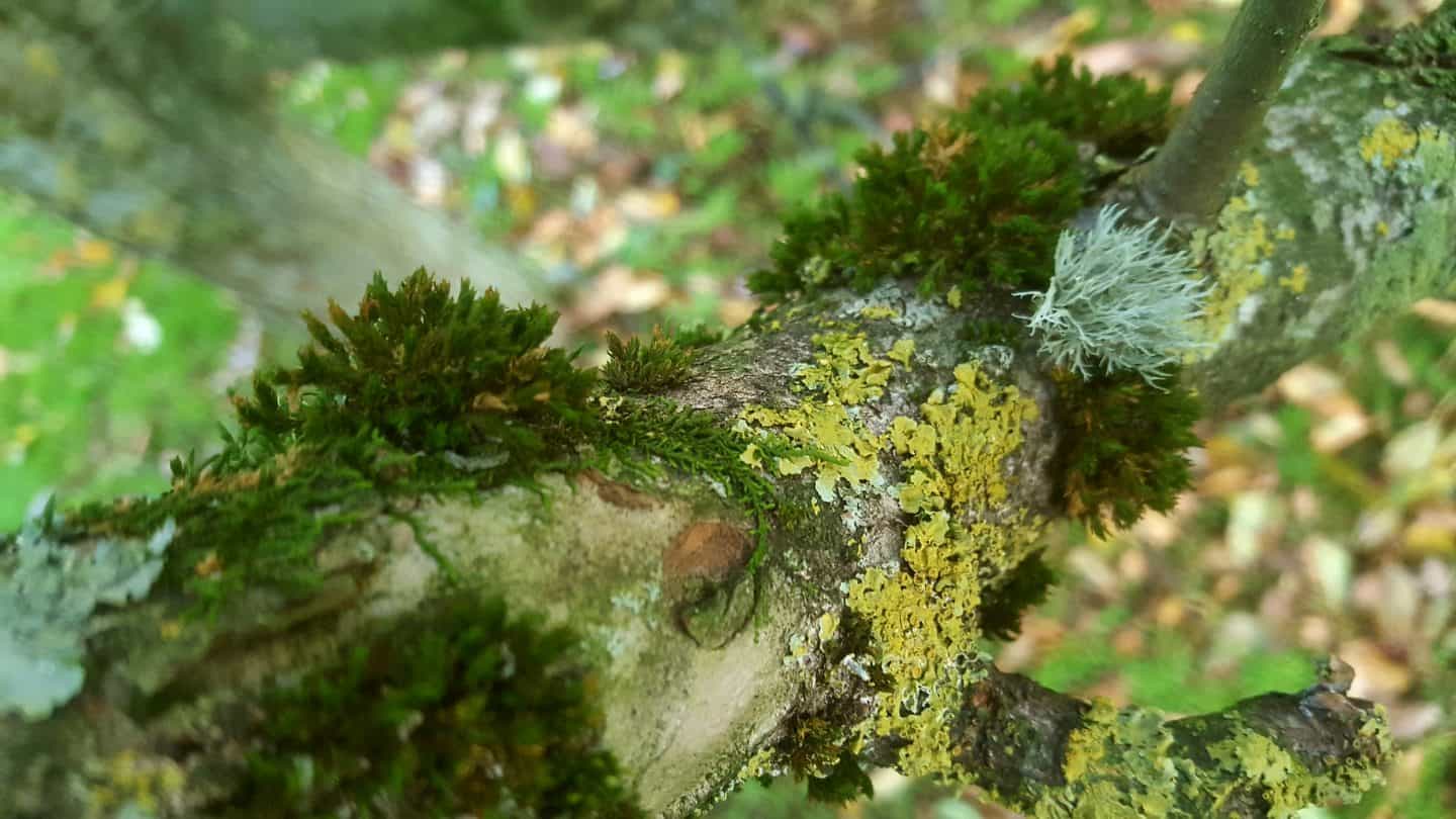 November in our garden November in our garden - lichens and moss