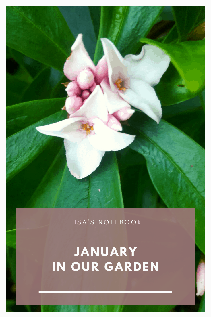 January in our garden - a garden diary January in our garden - Daphne