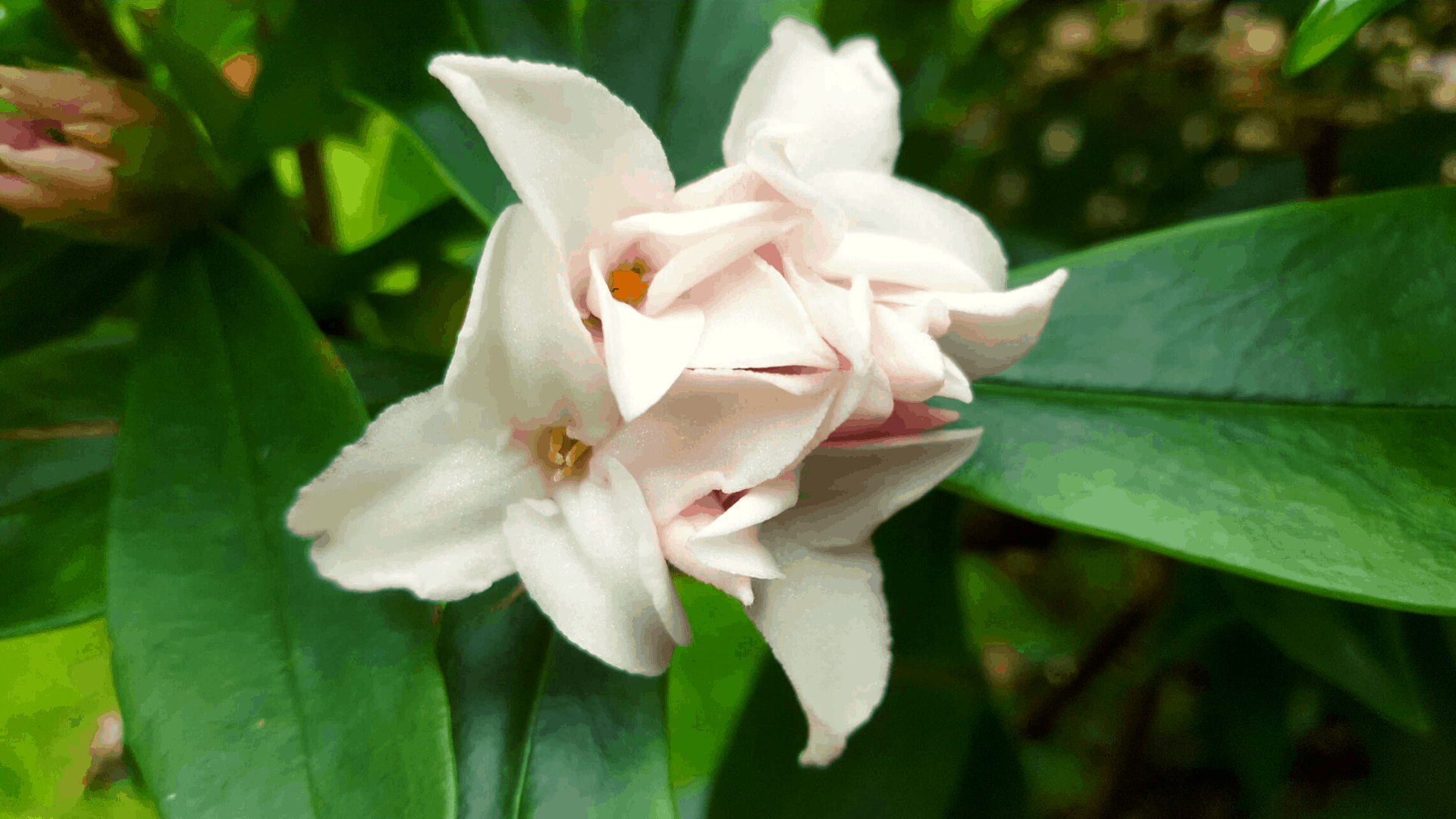 January in our garden - a garden diary January in our garden - Daphne