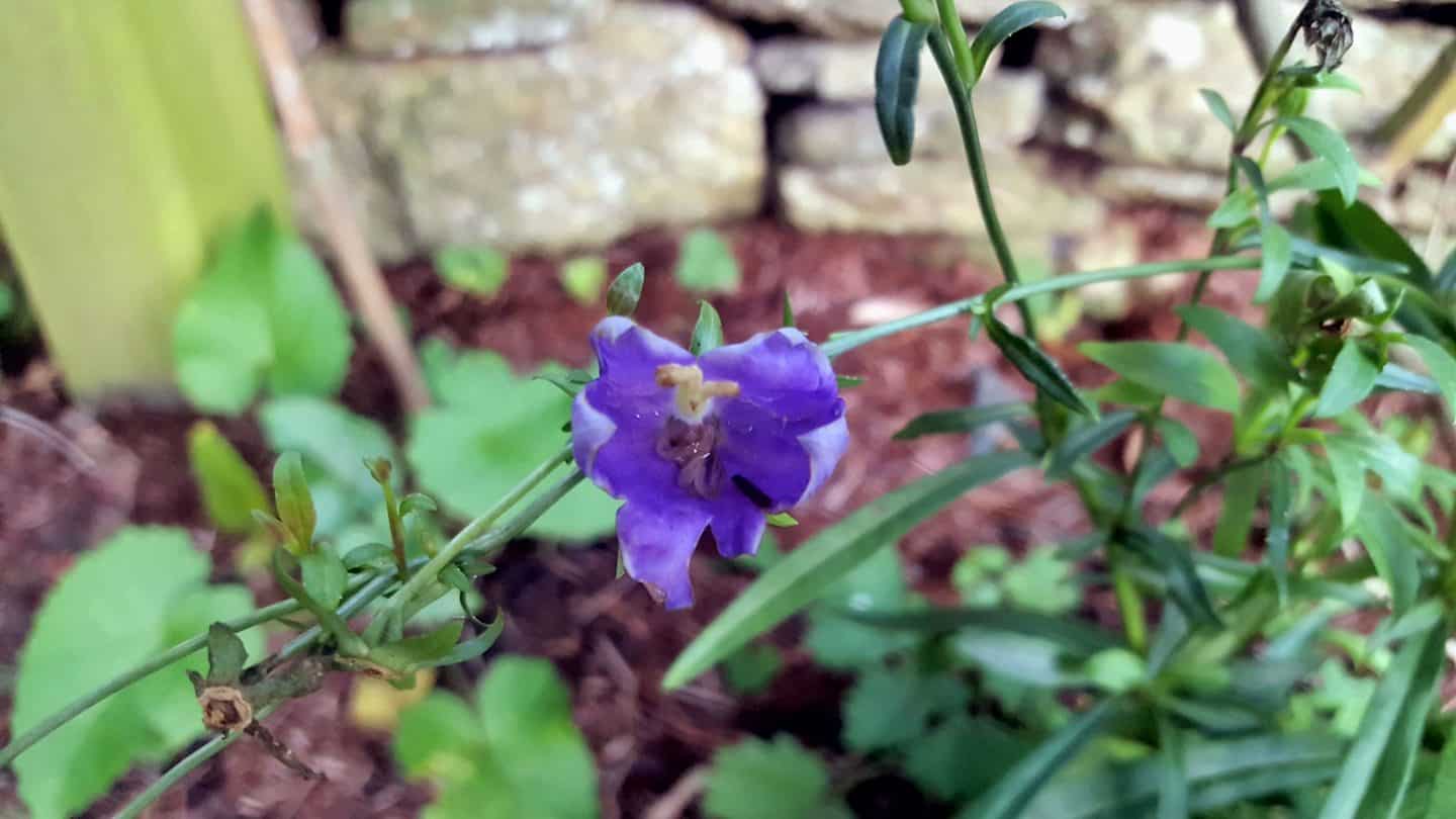 January in our garden - a garden diary January in our garden - Jacobs Ladder