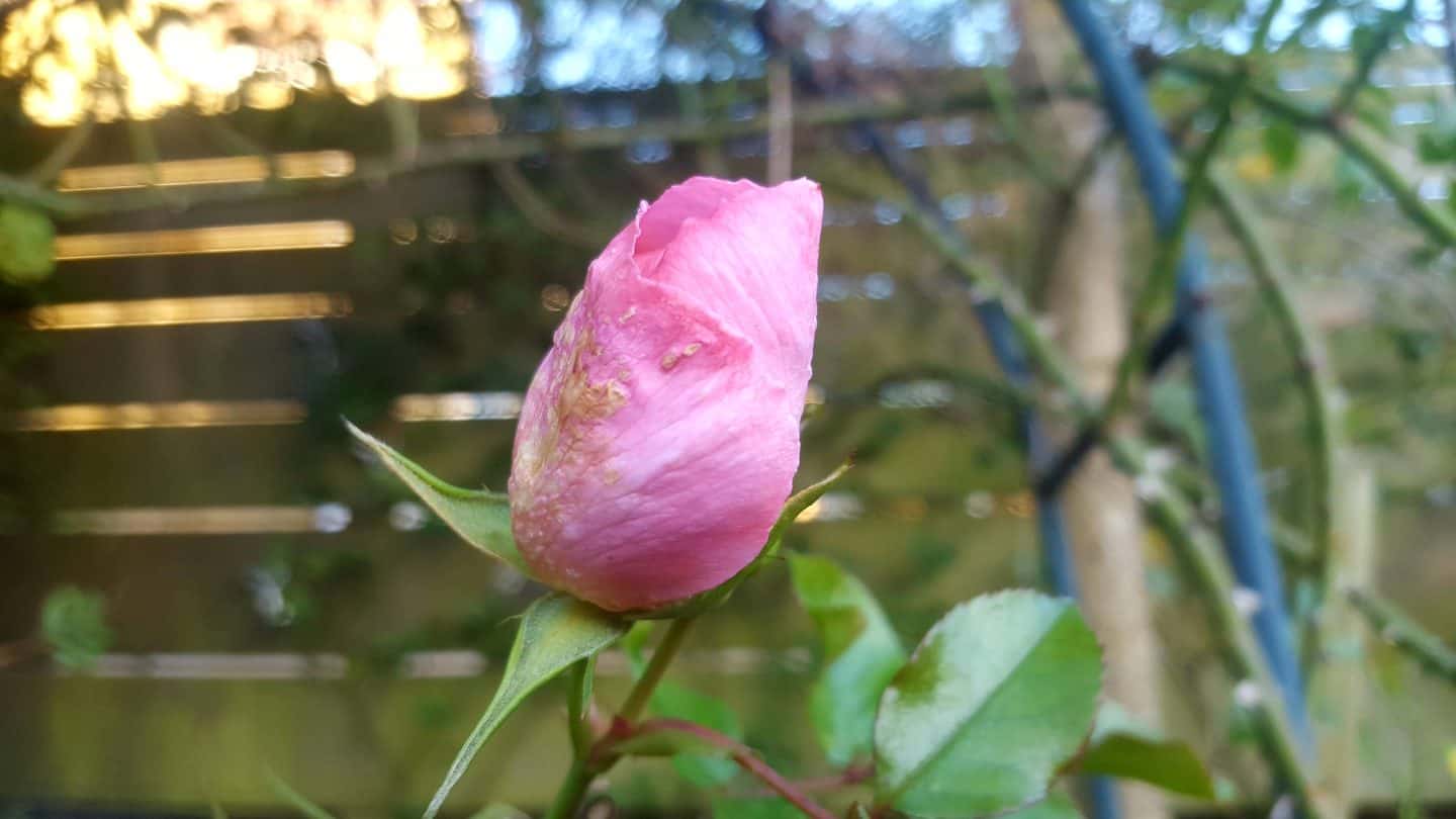 January in our garden - a garden diary January in our garden - rose