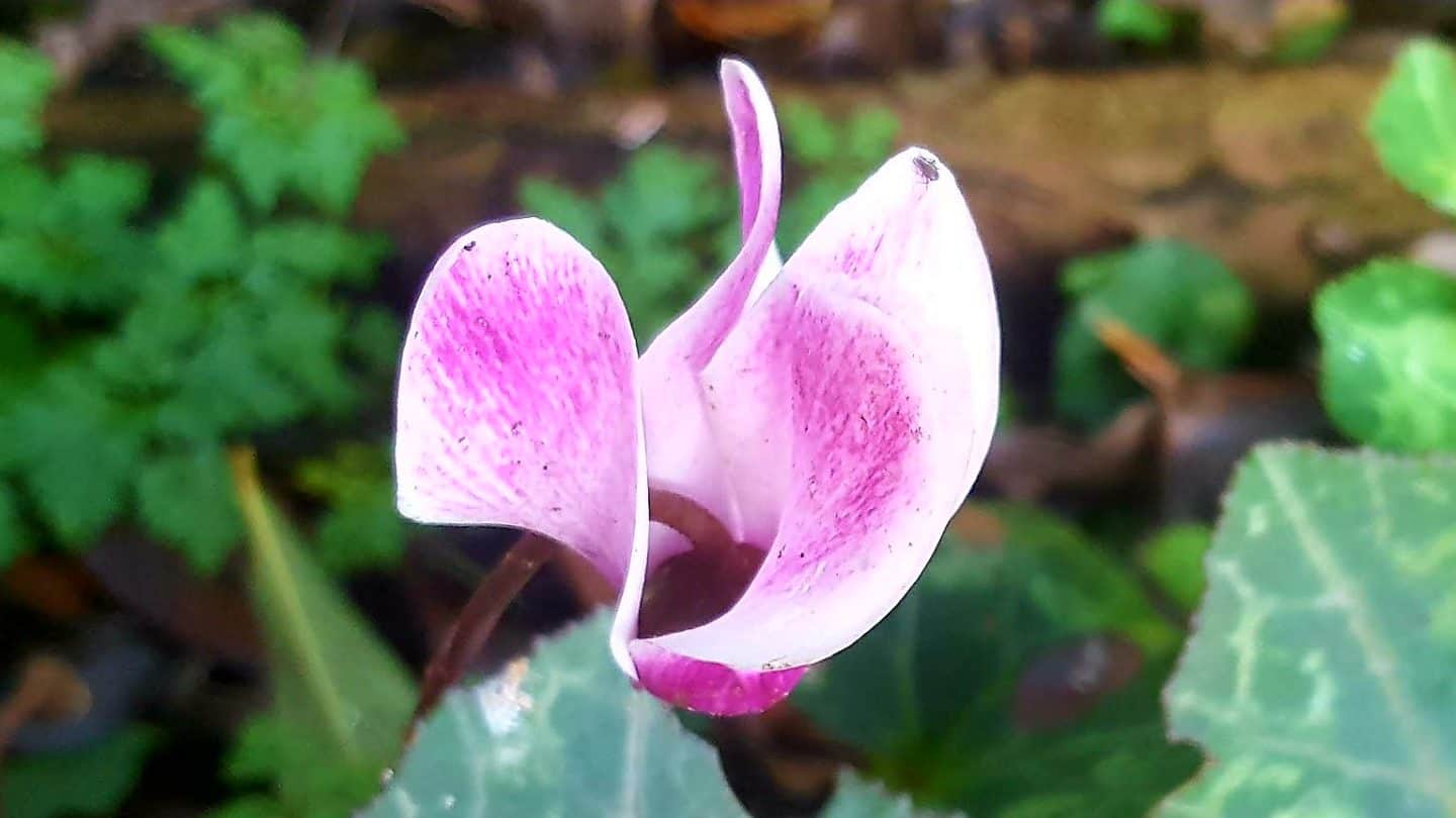 January in our garden - a garden diary January in our garden - cyclamen