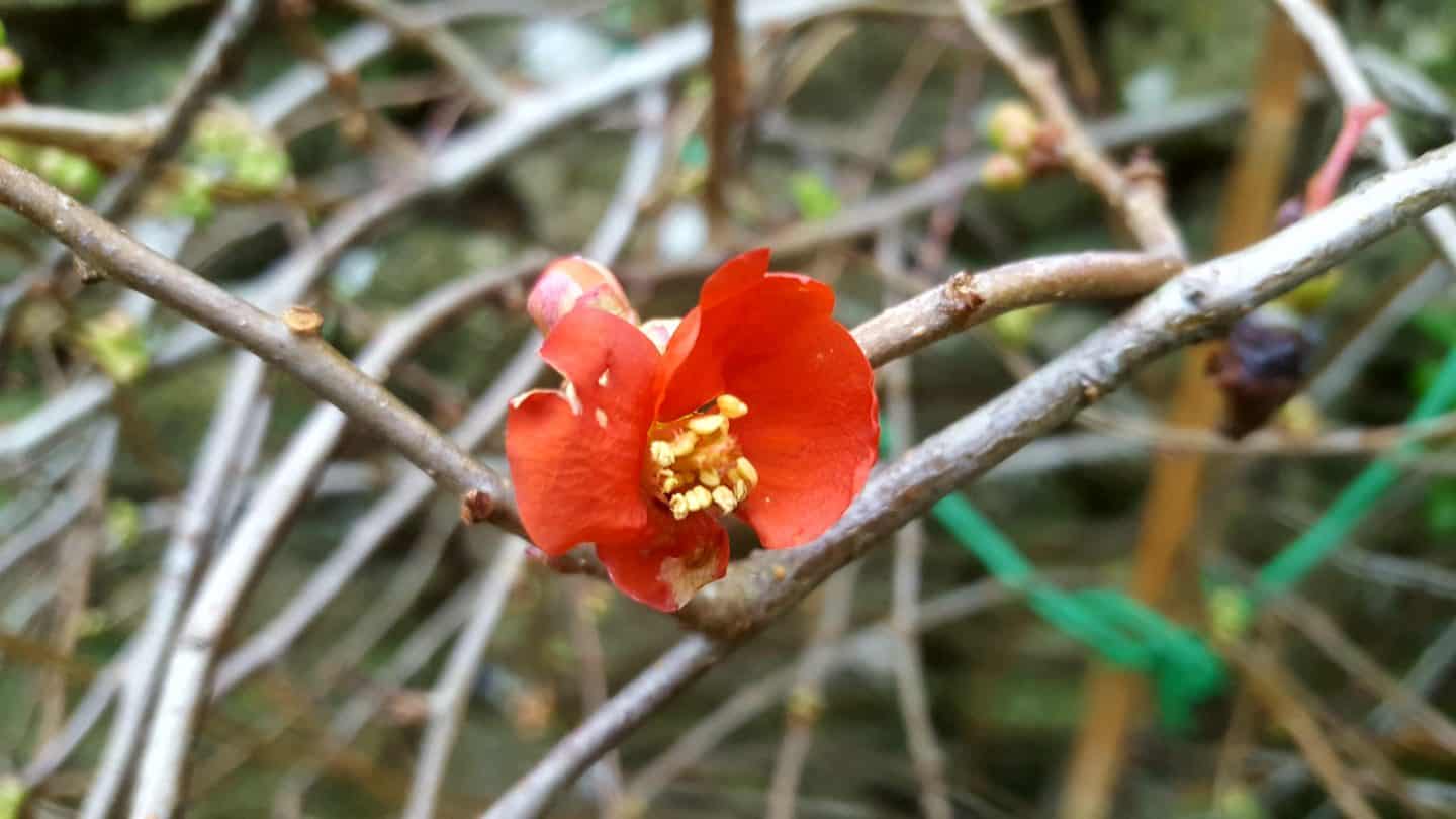 January in our garden - a garden diary January in our garden - quince