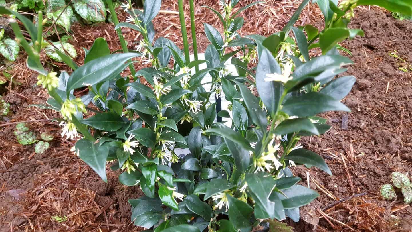 January in our garden - a garden diary January in our garden - sarcococca