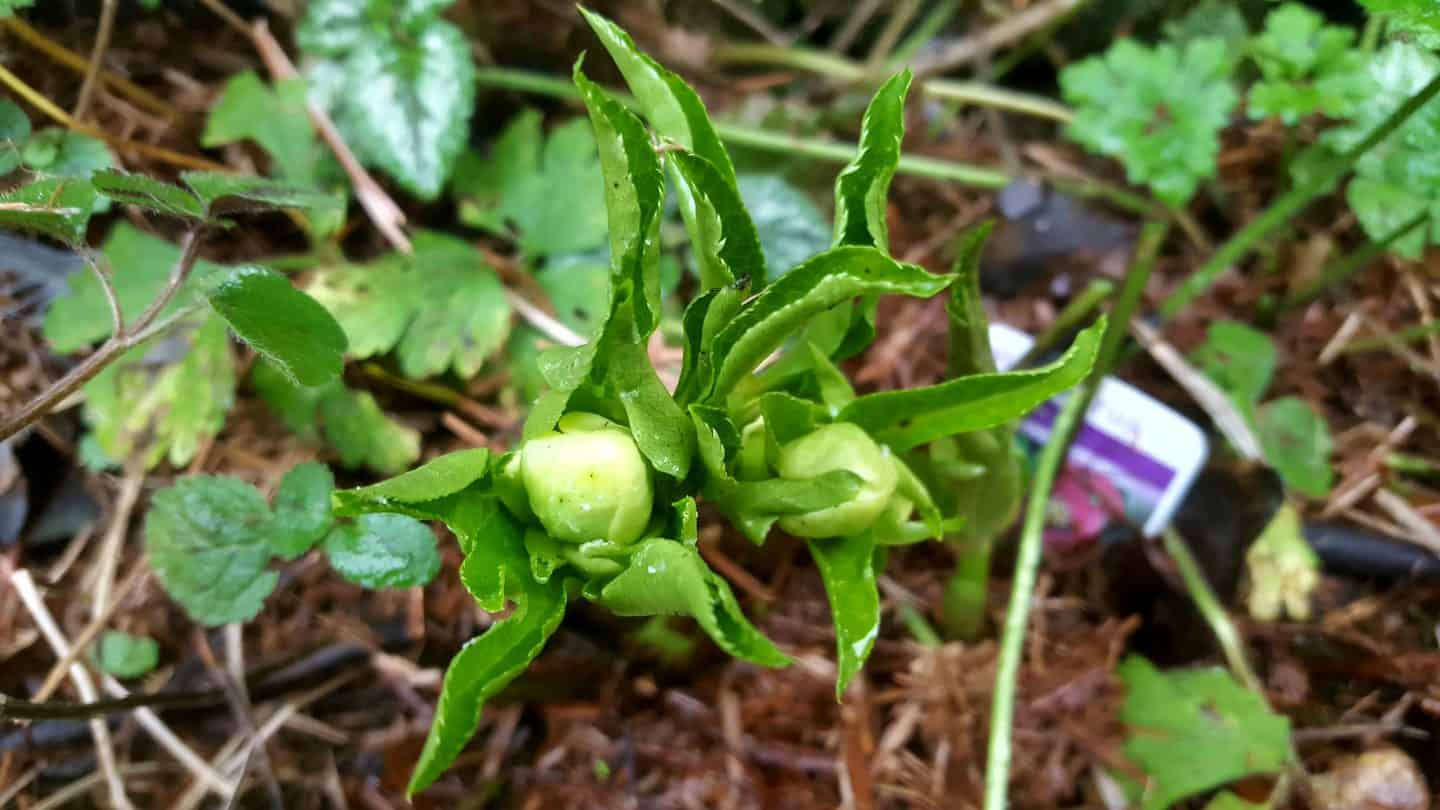 January in our garden - a garden diary January in our garden - hellebore