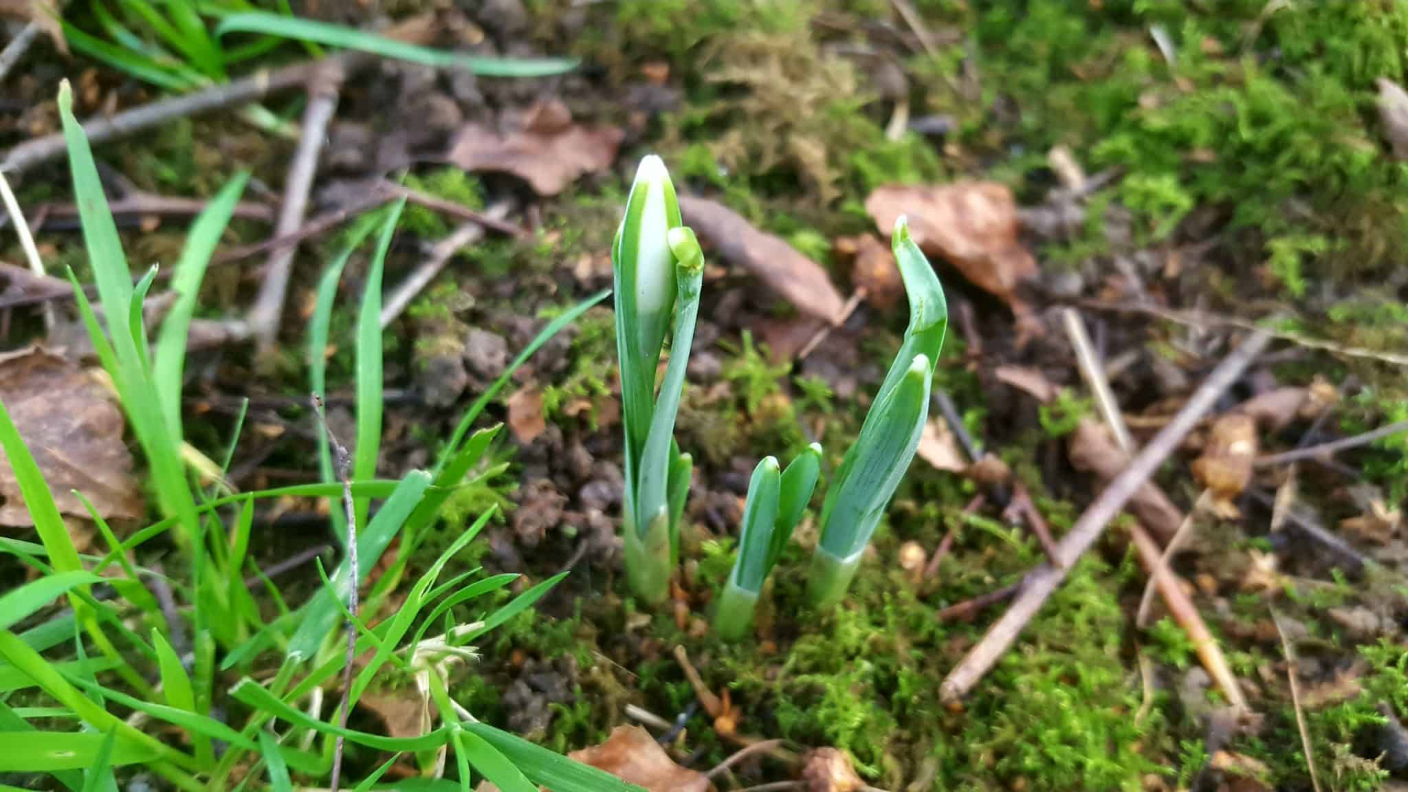 January in our garden - a garden diary January in our garden - snowdrops