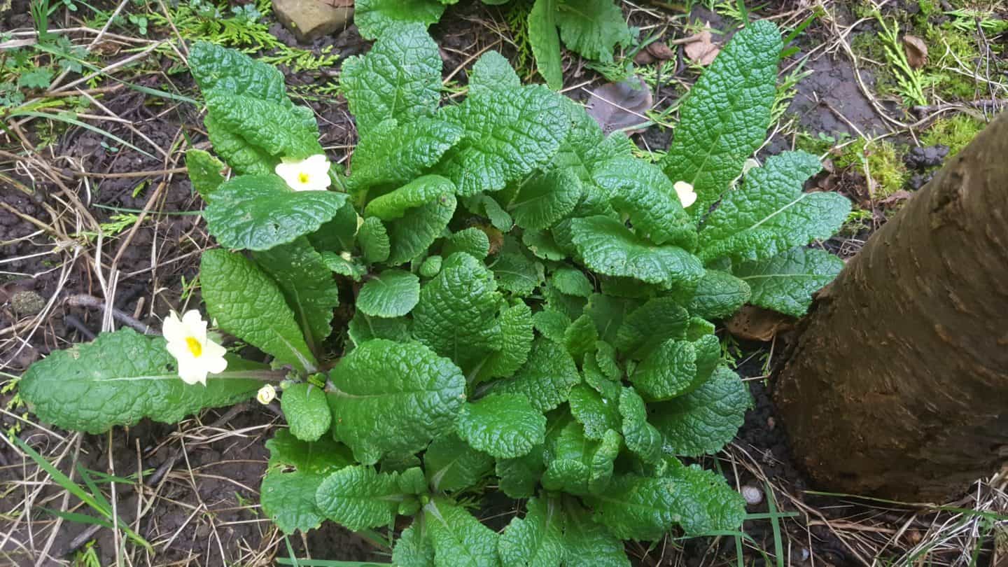 January in our garden - a garden diary January in our garden - wild primrose