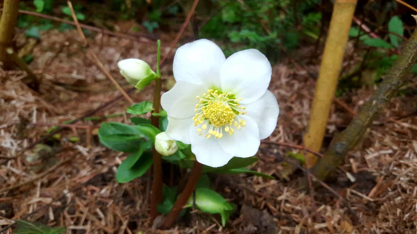 January in our garden - a garden diary January in our garden - hellebore